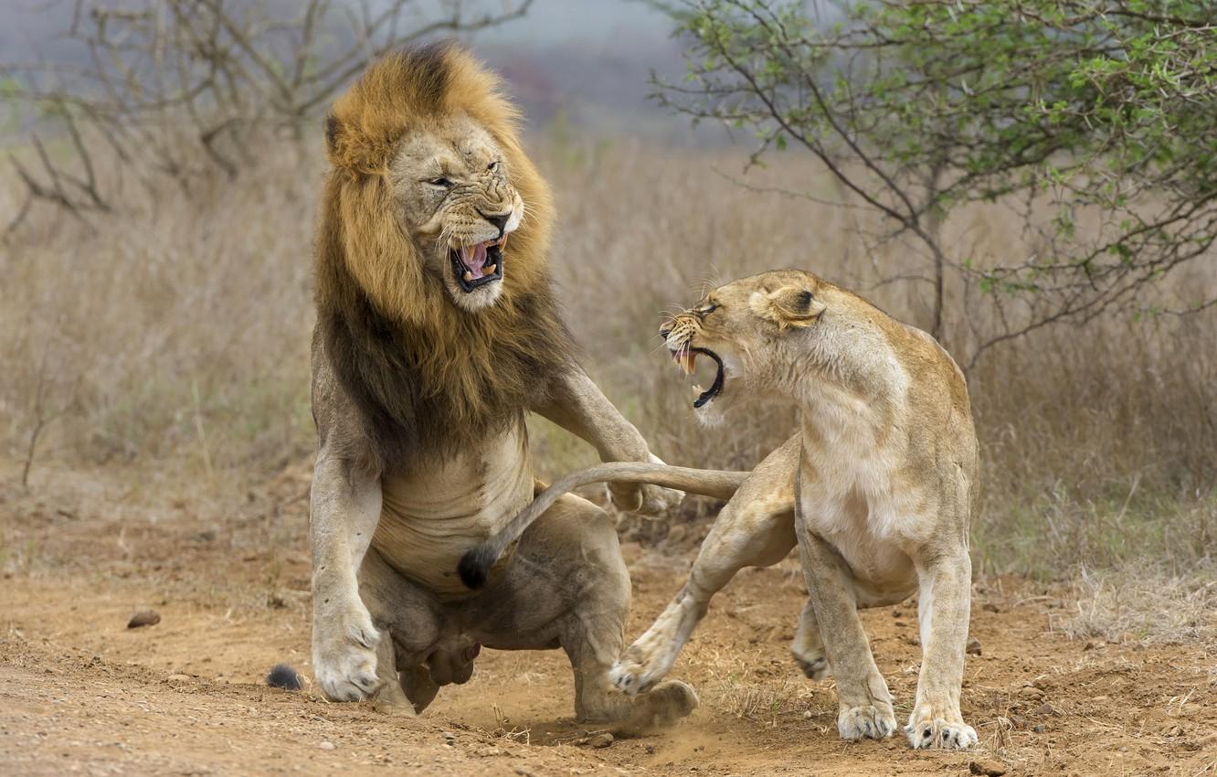Wallpaper lion, fight, lioness, attack image for desktop