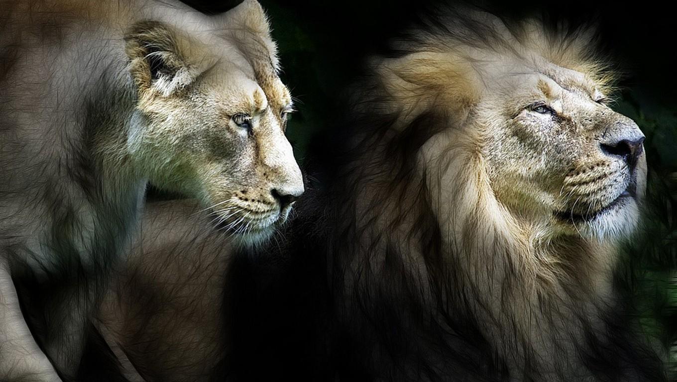 Lion and Lioness 2048x1152 Resolution HD 4k