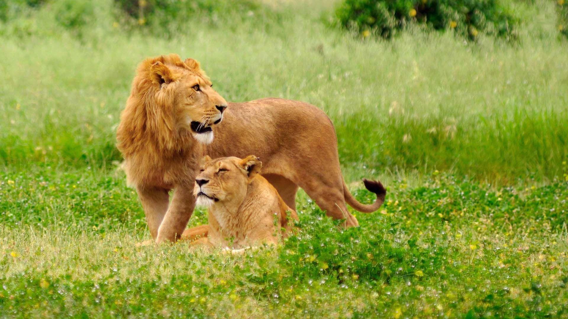 Lion And Lioness. HD Animals and Birds Wallpaper