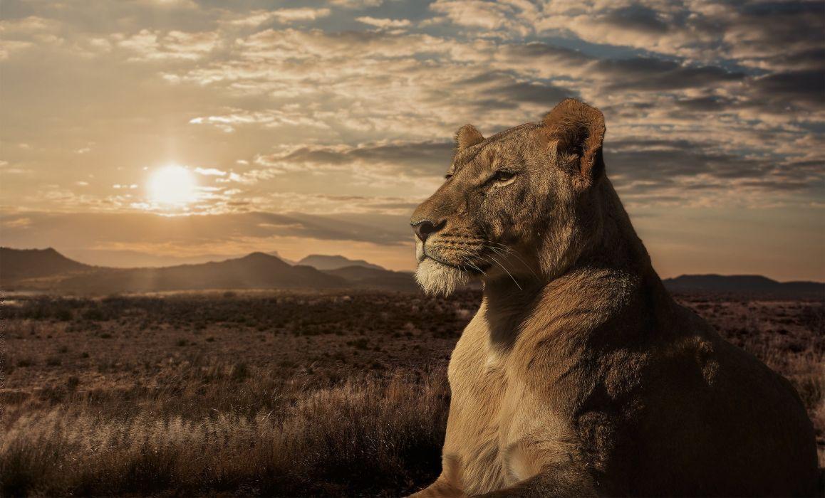 Lion lioness savannah sunset wallpaperx1238