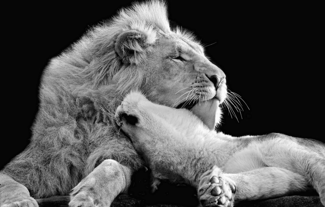 Wallpaper love, Leo, black and white, affection, wild cats