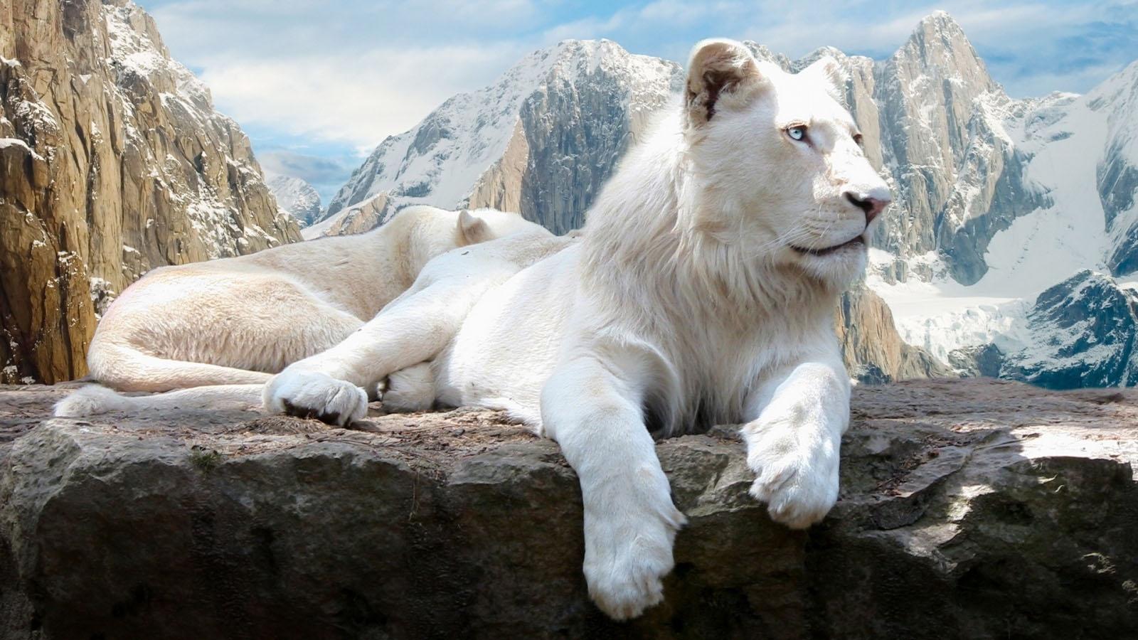 Emotionally HD White Lion Wallpaper