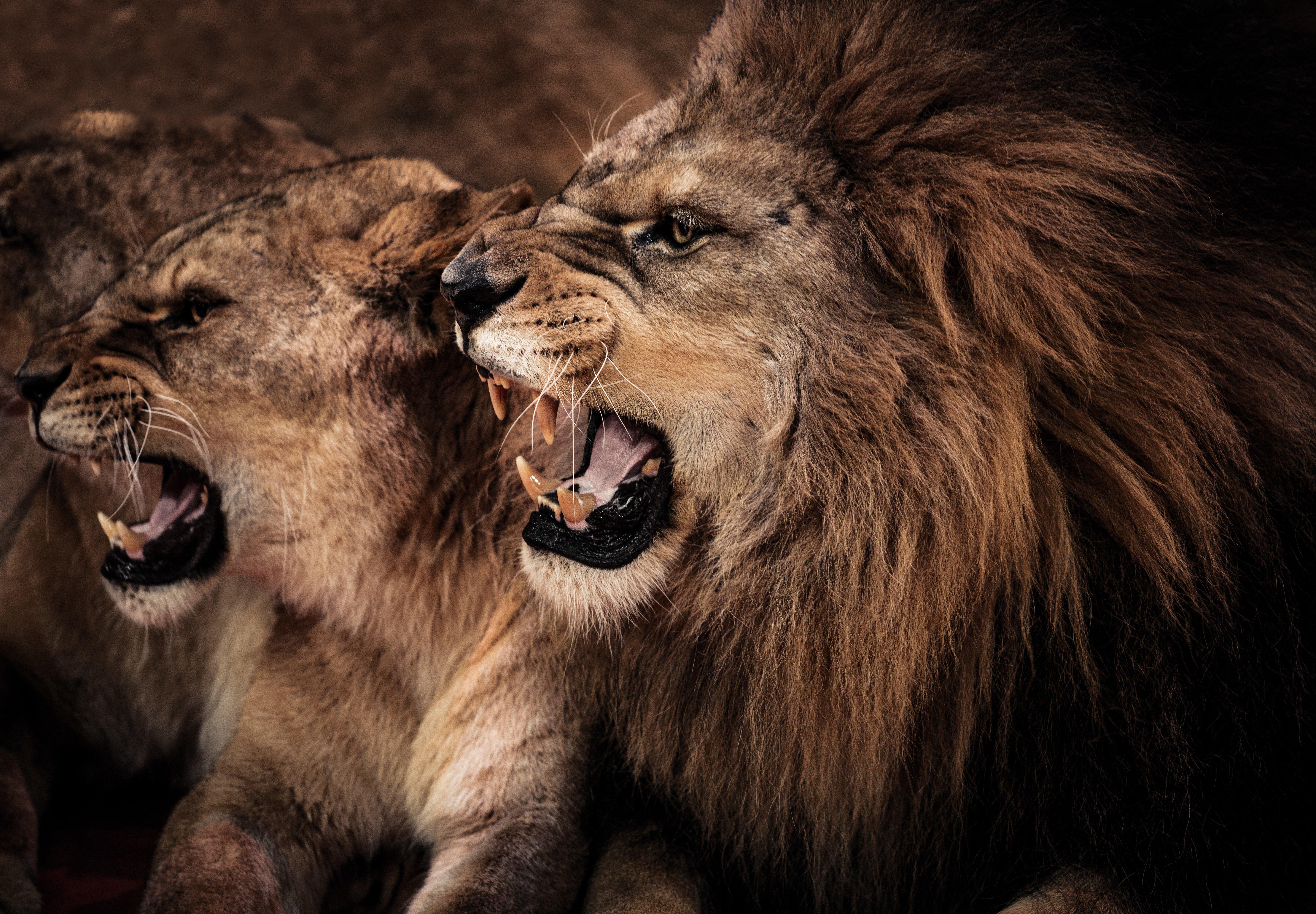 Lion and lioness - Other & Animals Background Wallpapers on Desktop Nexus  (Image 665632)