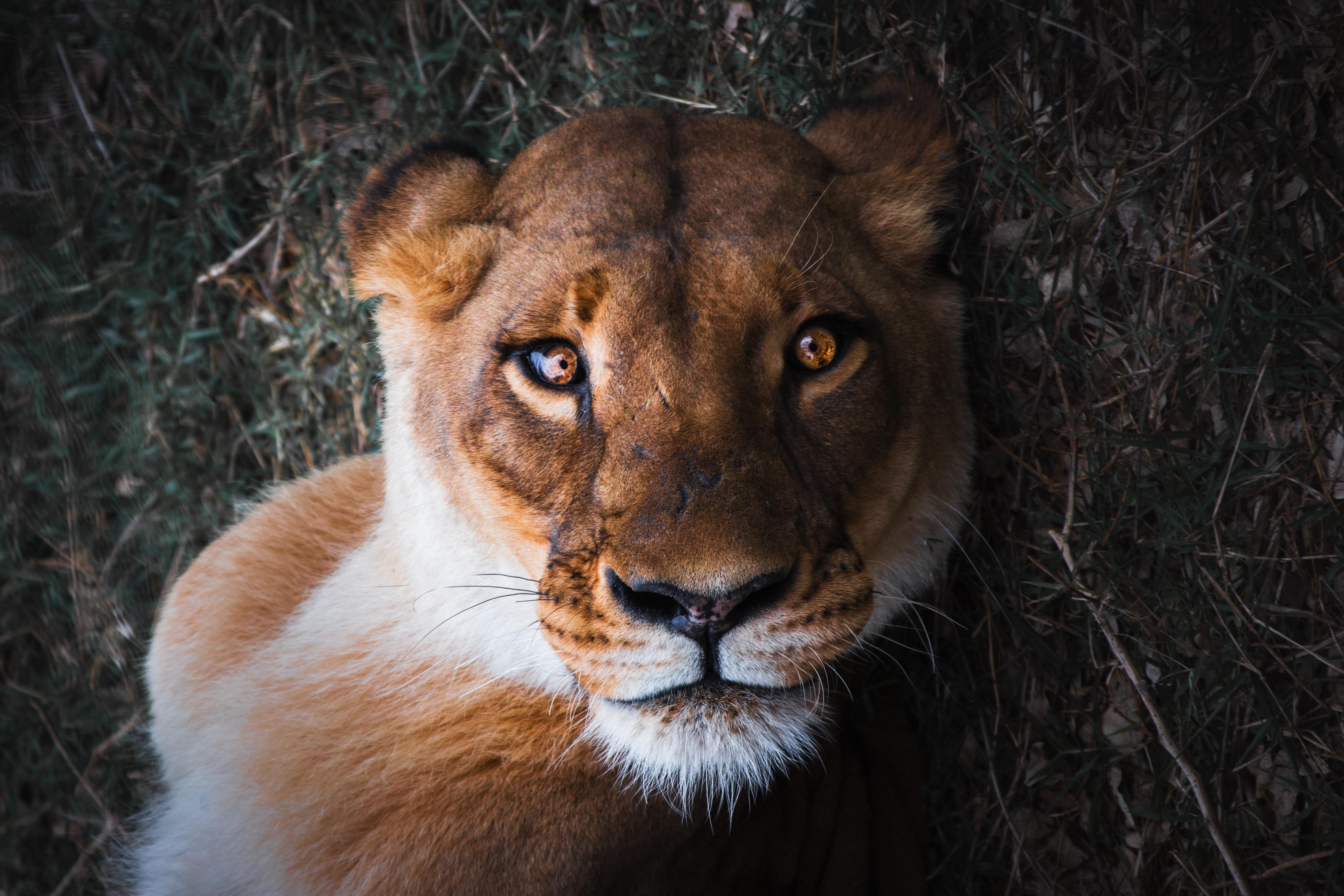 Wallpaper Lioness, Female lion, Close up, 4K, Animals