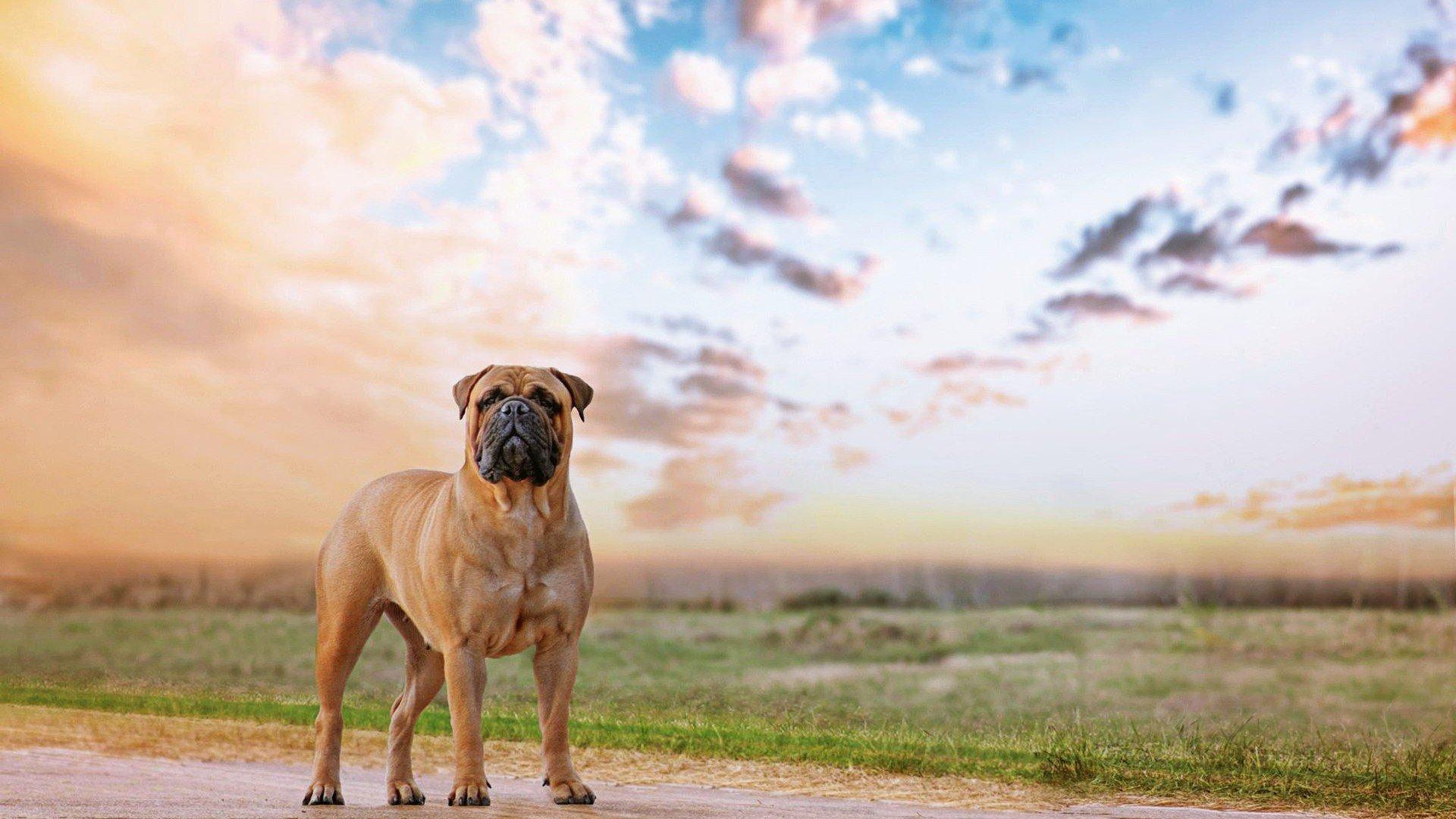 Mastiff Wallpaper. Hercules
