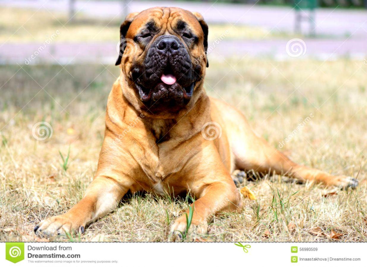 English Bull Mastiff Wide HD Wallpaper Free Download Dog