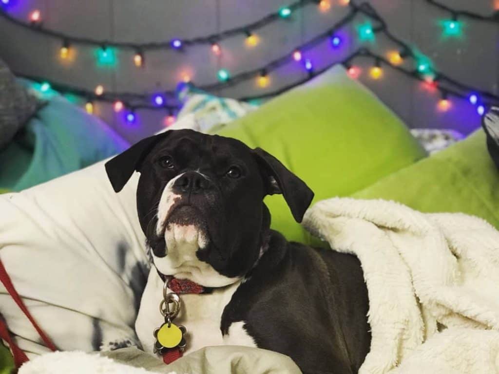 Mastiff Mix Breed Reviews. Mastiff Mixes Reviewed