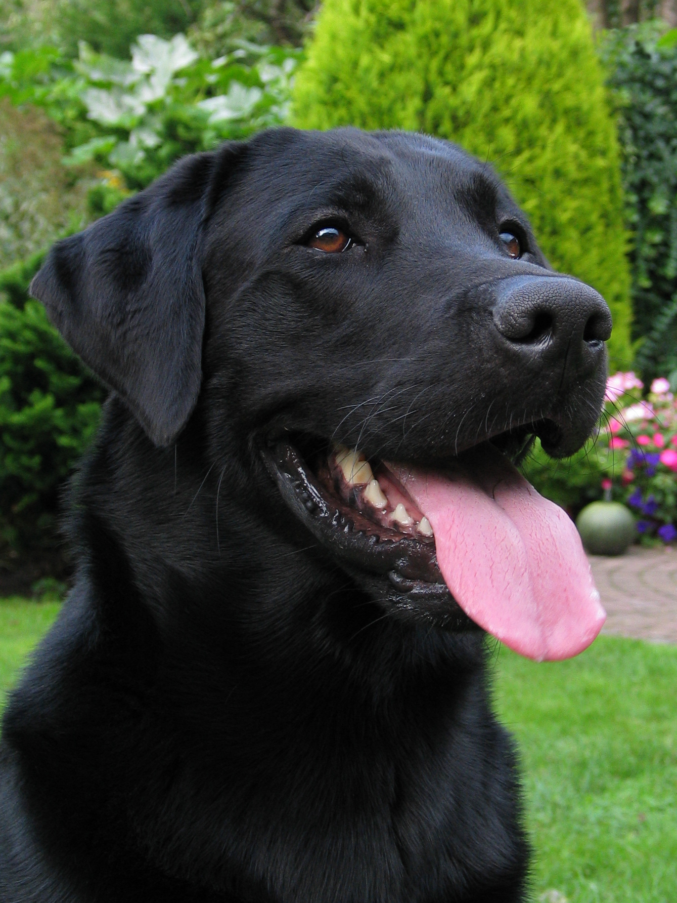 Labrador Retriever