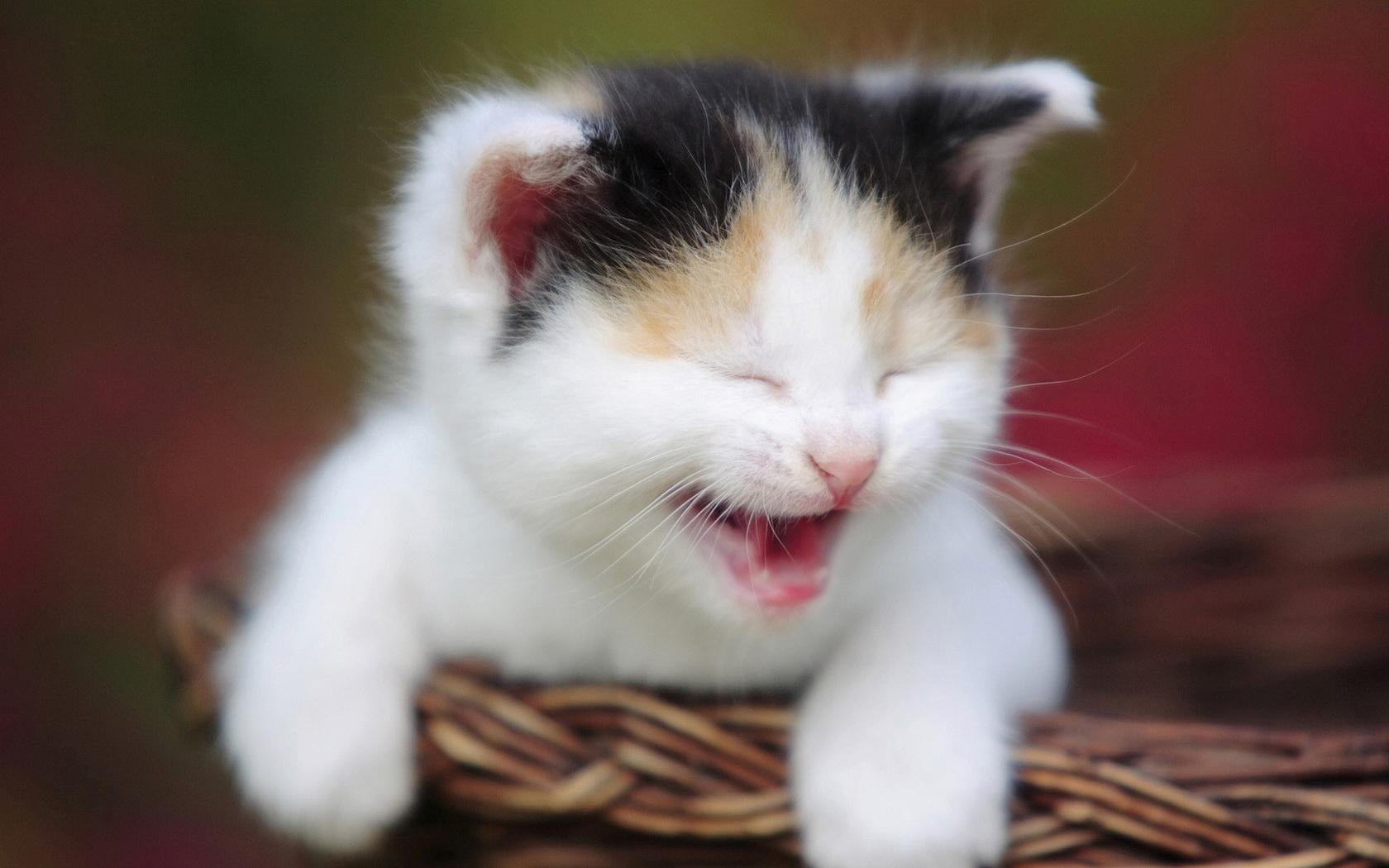 Laughing kitten Wallpaper and Background Imagex1050