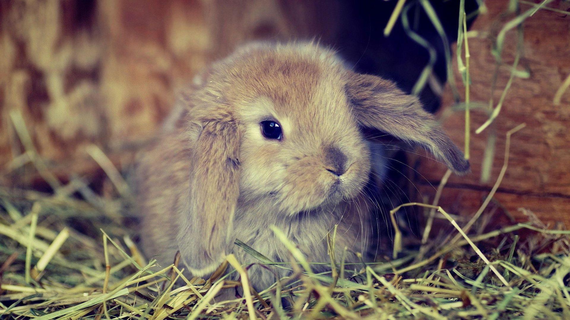 Cute fluffy bunny Wallpaper. Bunny wallpaper, Animals