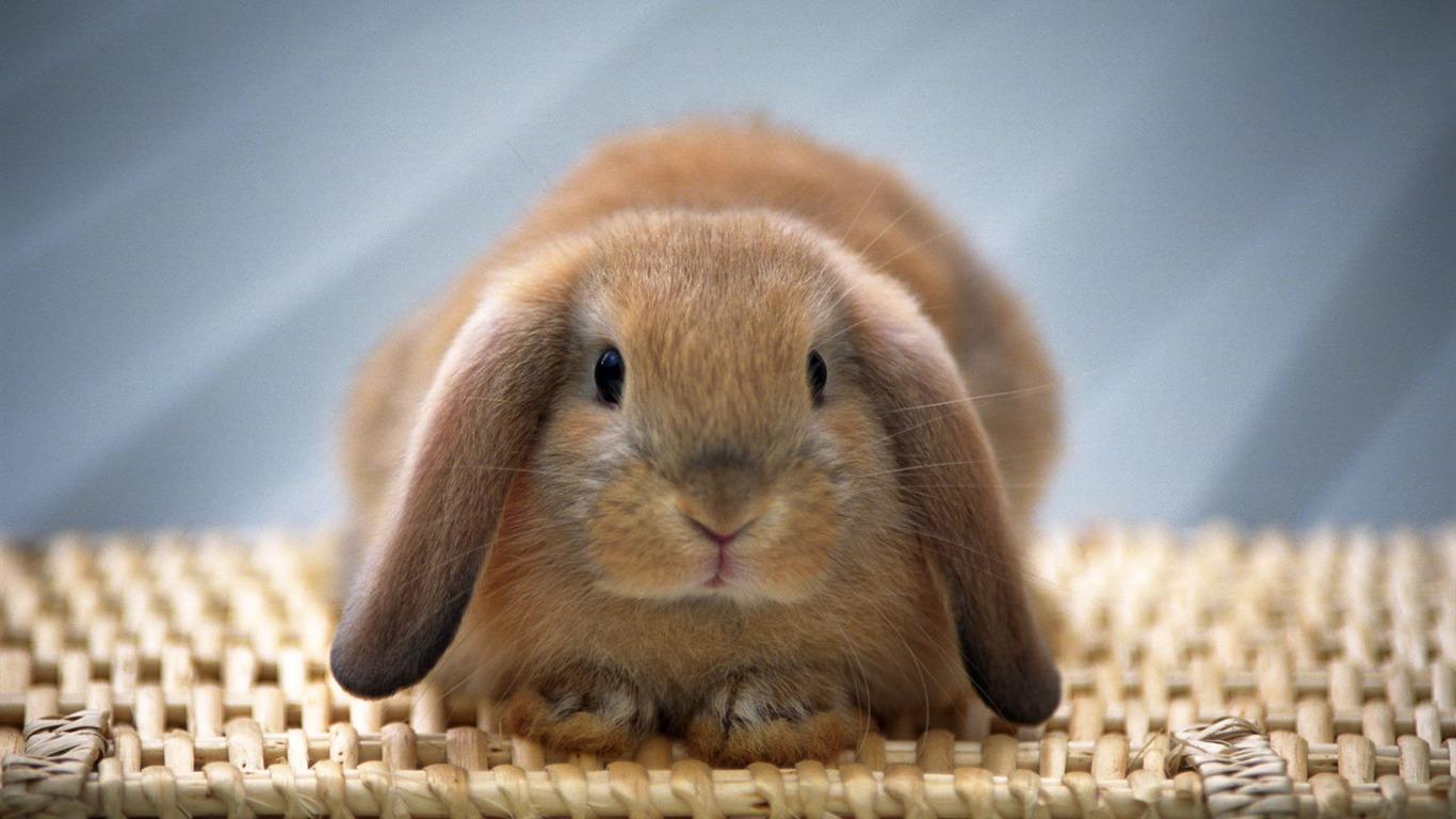 Free download Cute and sweet picture from bunny and rabbits
