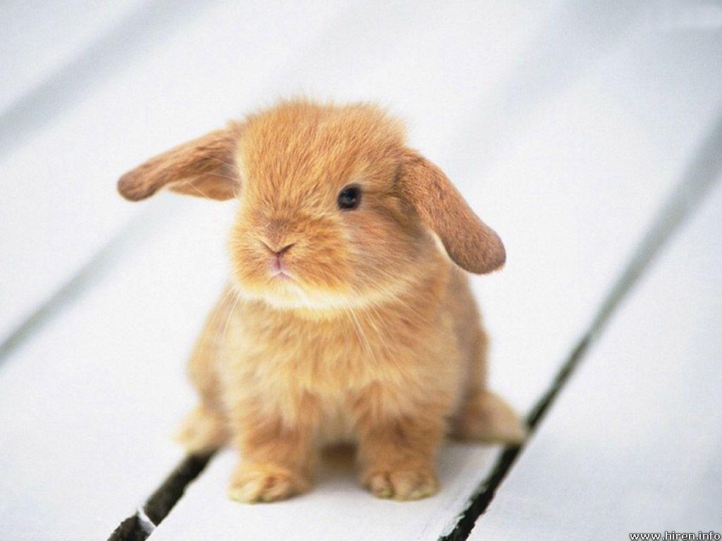 Mini Dwarf Bunny Rabbits wallpaper