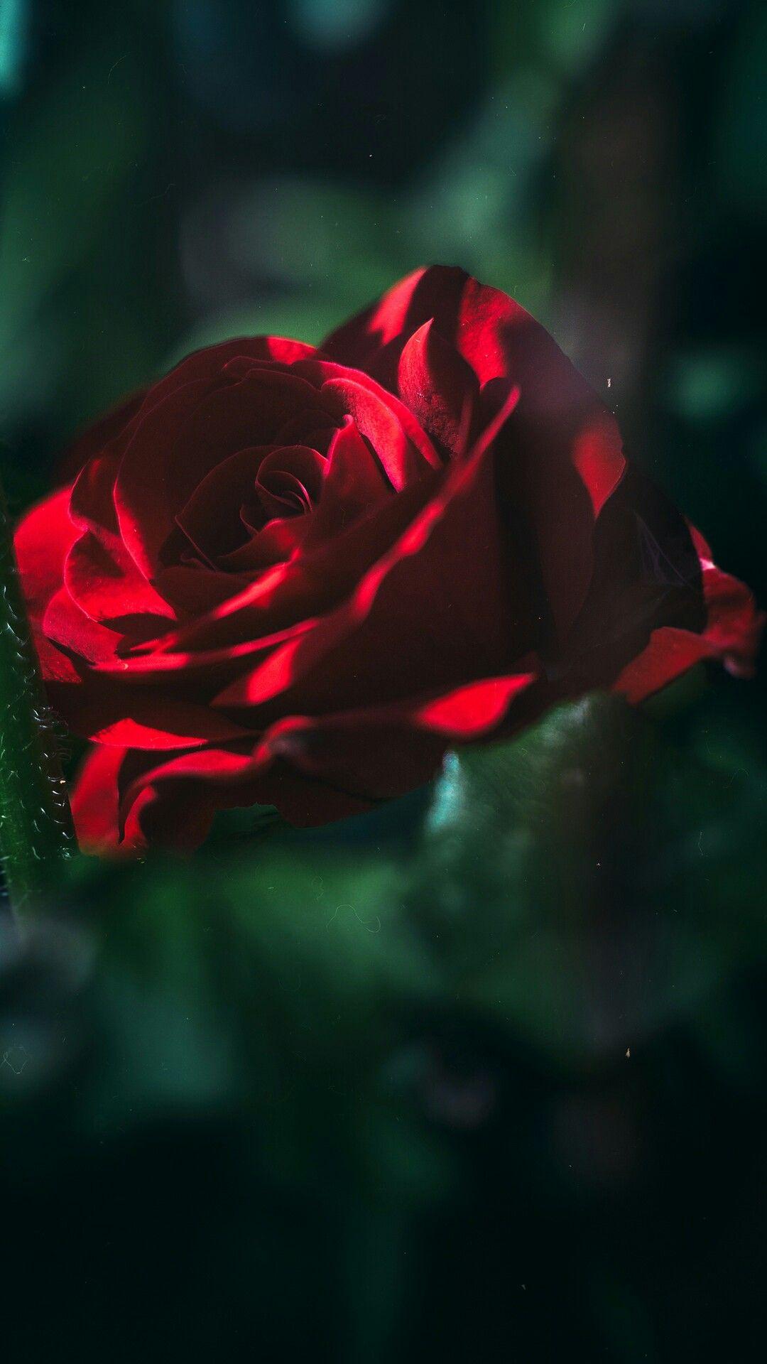iPhone Wallpaper. Red, Garden roses, Rose, Green, Flower, Petal
