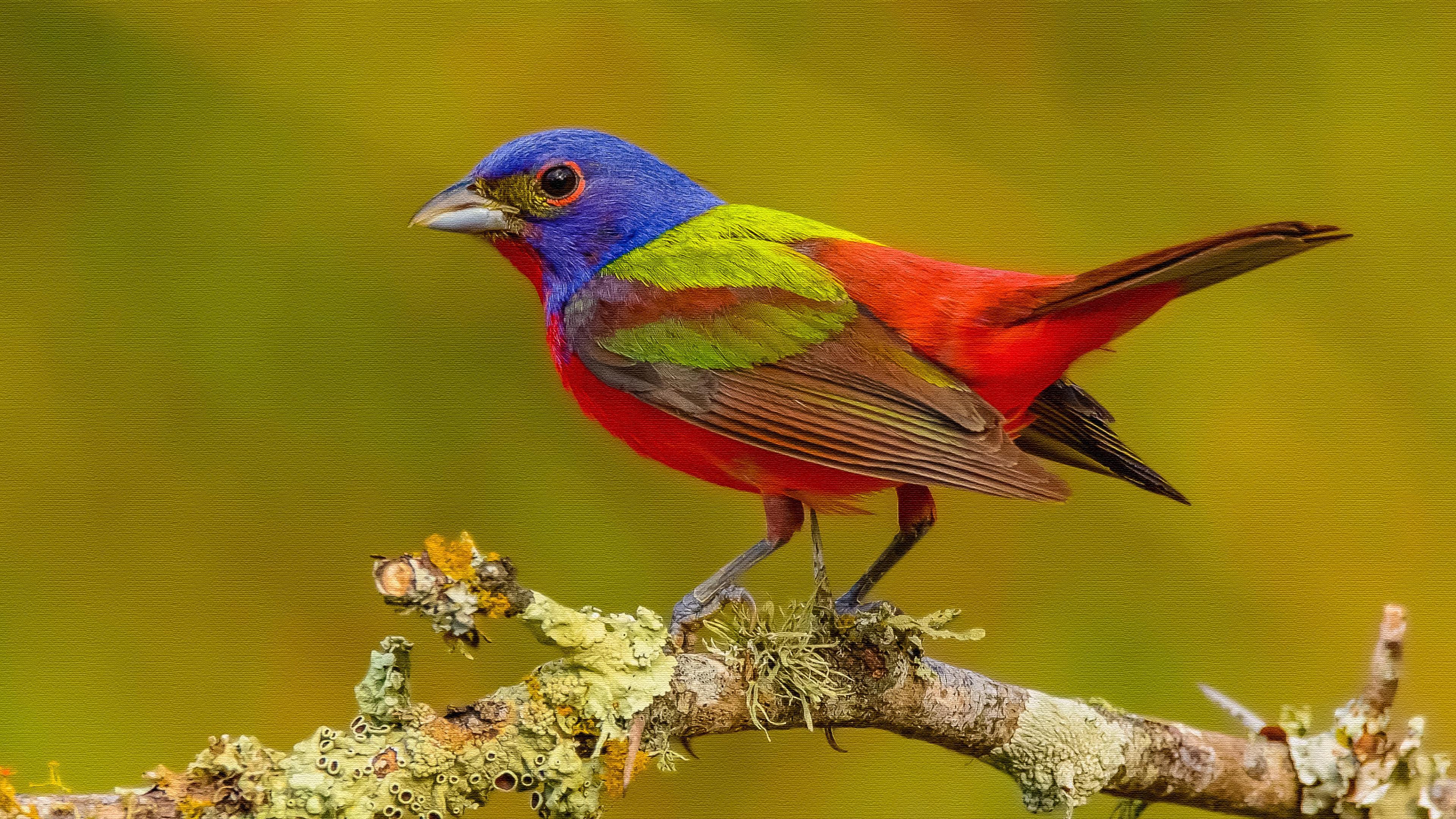Painted Bunting on Canvas 4k Ultra HD Wallpaper