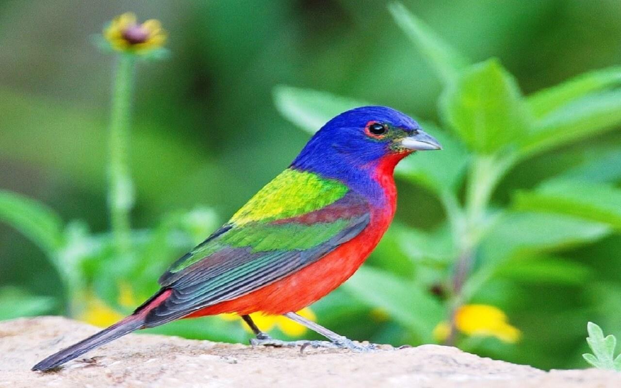 Painted Bunting Wallpaper for Android