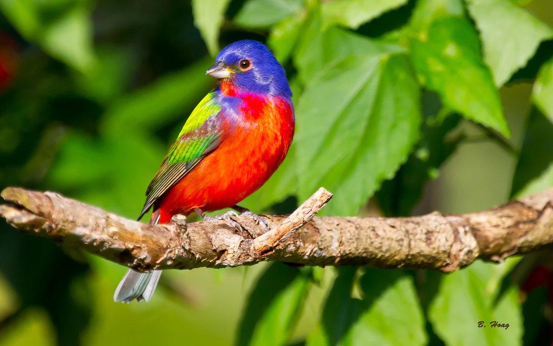 painted bunting perched on a branch Photo 36098084