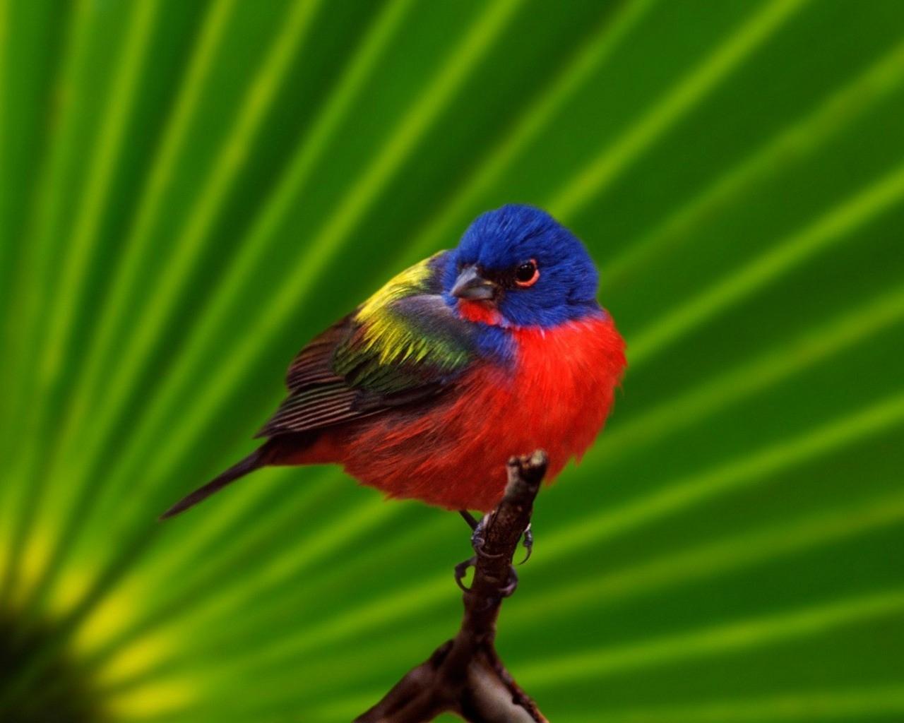 birds painted bunting 1280x1024 wallpaper High Quality