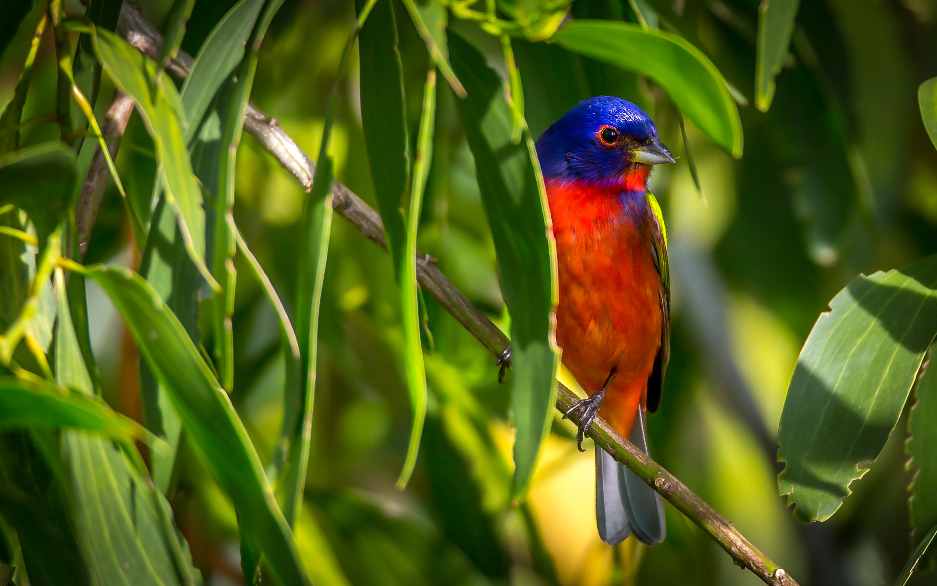 Painted Bunting 4k Ultra HD Wallpaper. Background Image