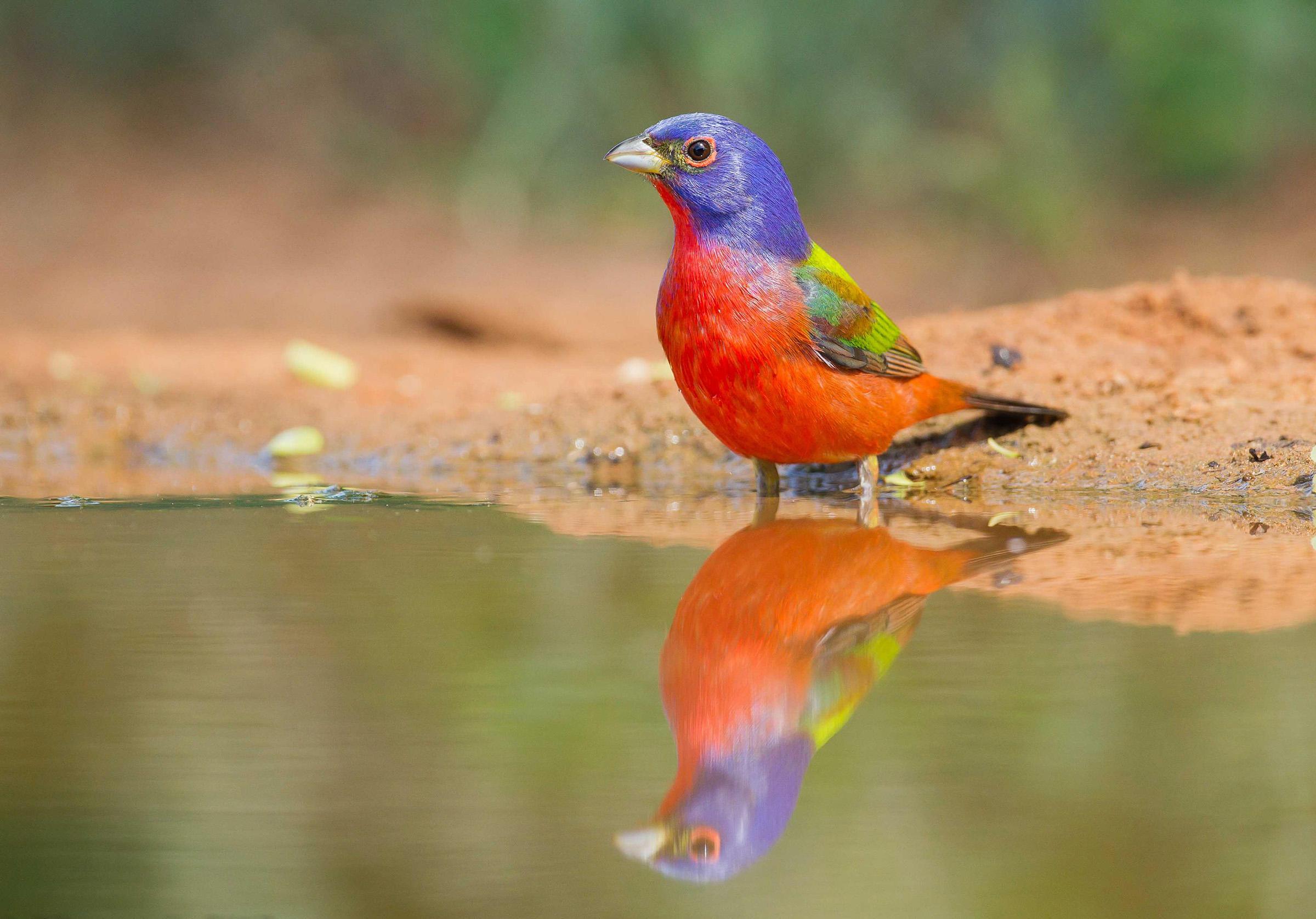 Painted Bunting. Audubon Field Guide