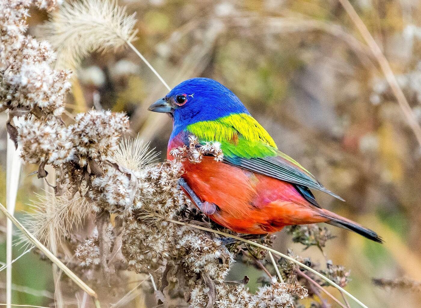 Painted Bunting Wallpaper for Android