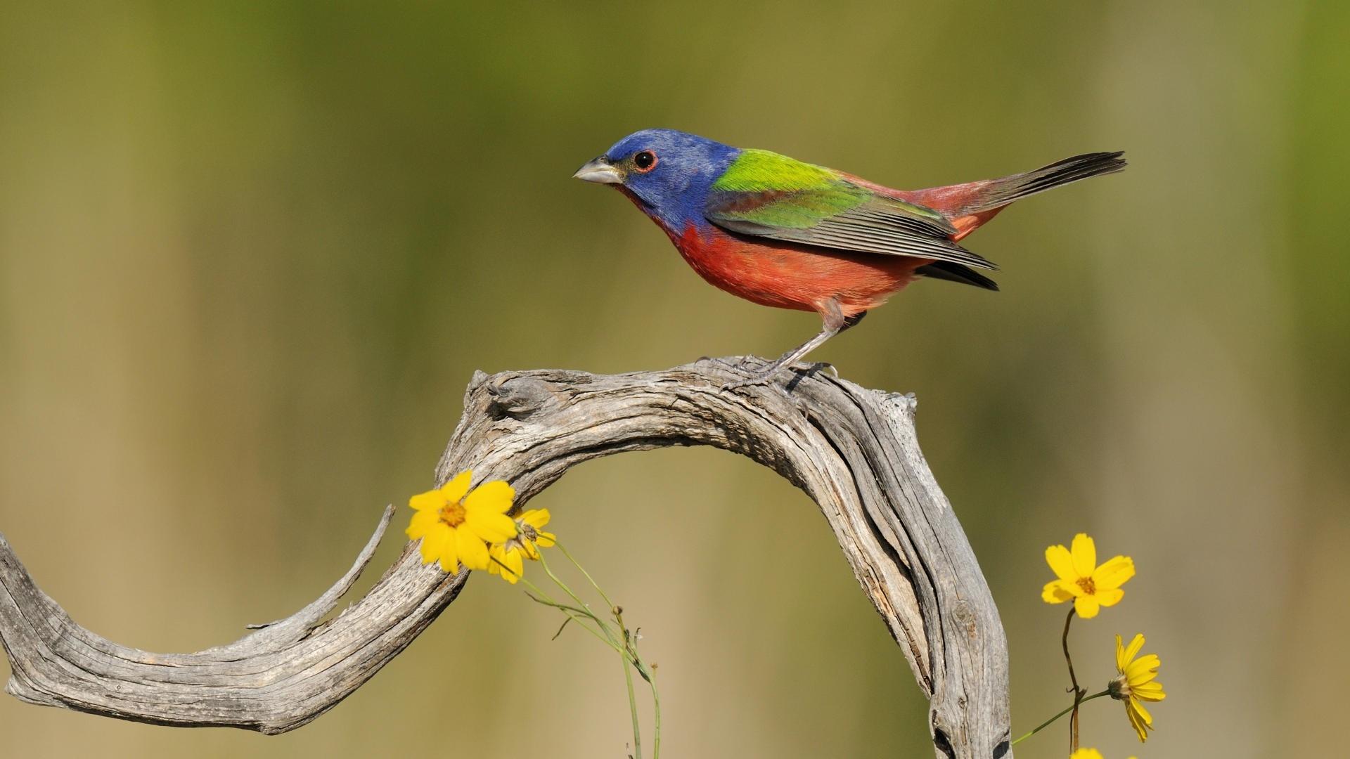 birds texas painted bunting 1920x1080 wallpaper High Quality