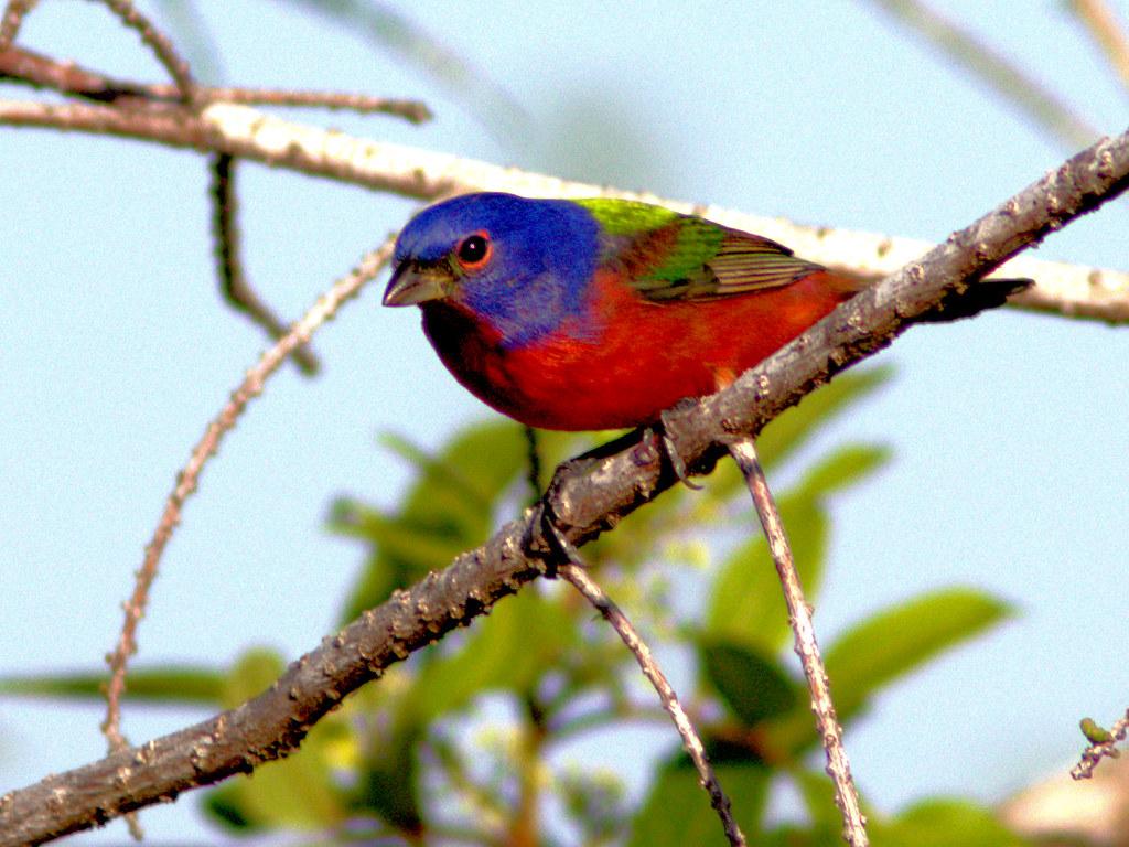 Painted Bunting 02 20170301. Image From Morning Walk In Th