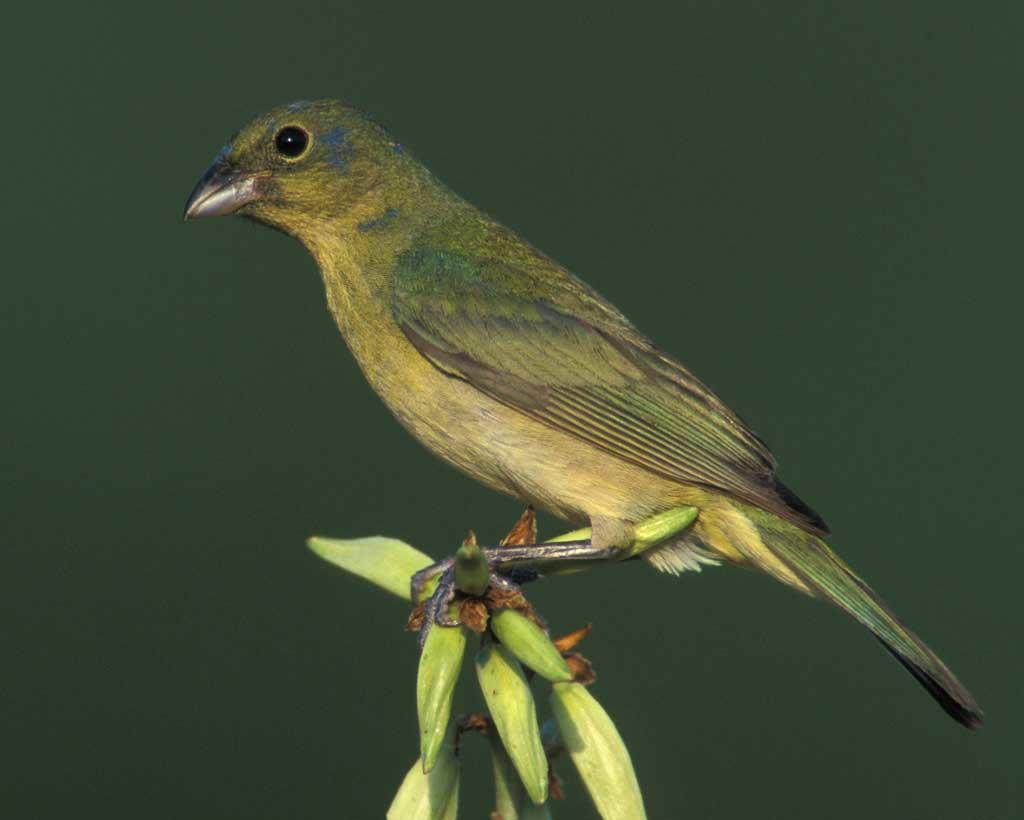 Painted Bunting. Audubon Field Guide