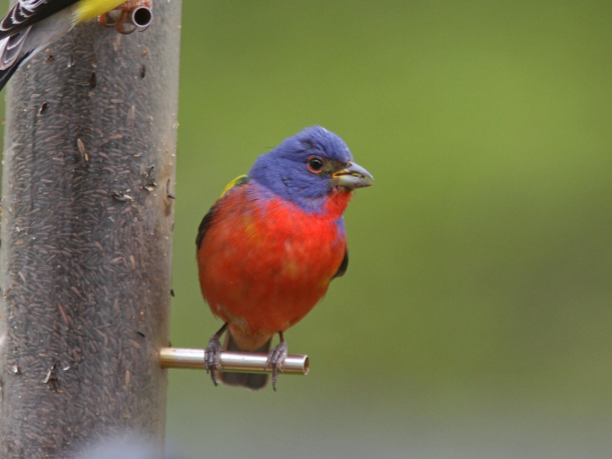 Quabbin birding and beyond: PAINTED BUNTING in Hampshire