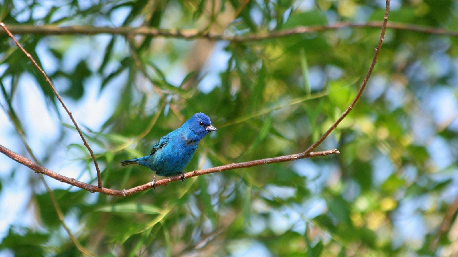 Painted Bunting Wallpapers Wallpaper Cave