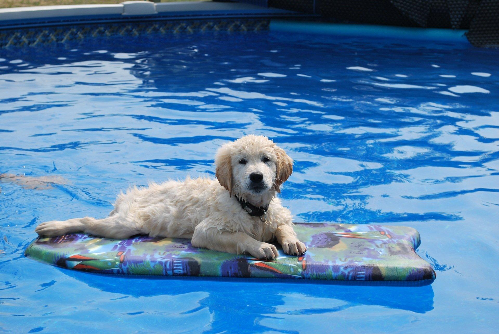 Puppy cooling off in the swimming pool HD Wallpaper