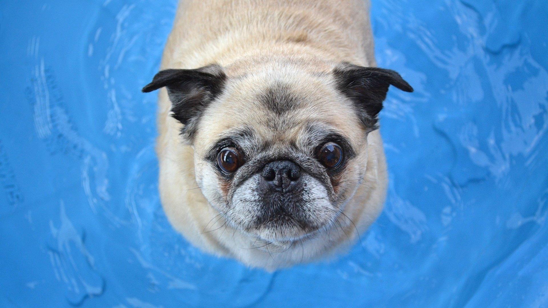 Pug in Swimming Pool HD Wallpaper. Background Image