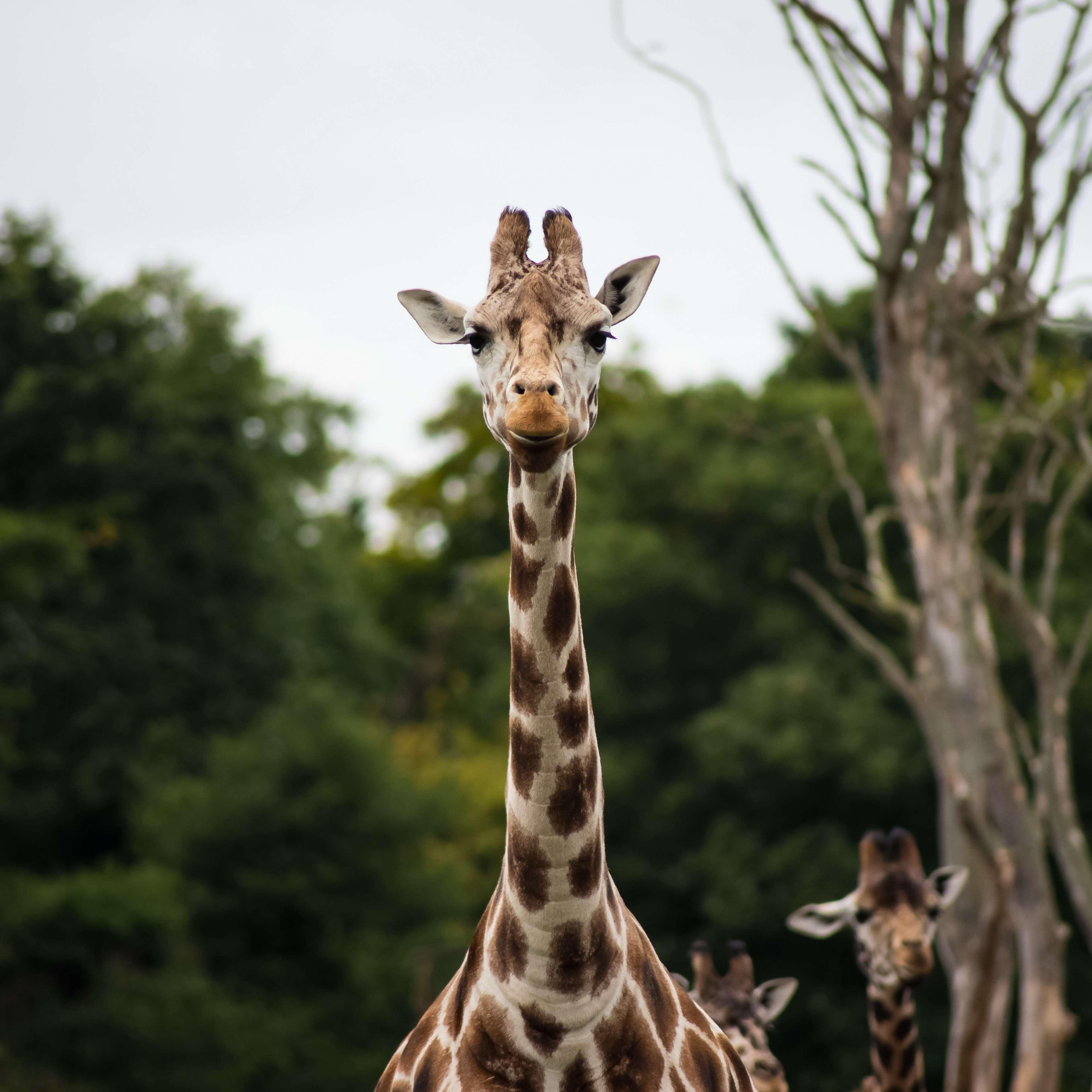 Africa, Animals, Giraffes, Jungle, Safari, South Africa
