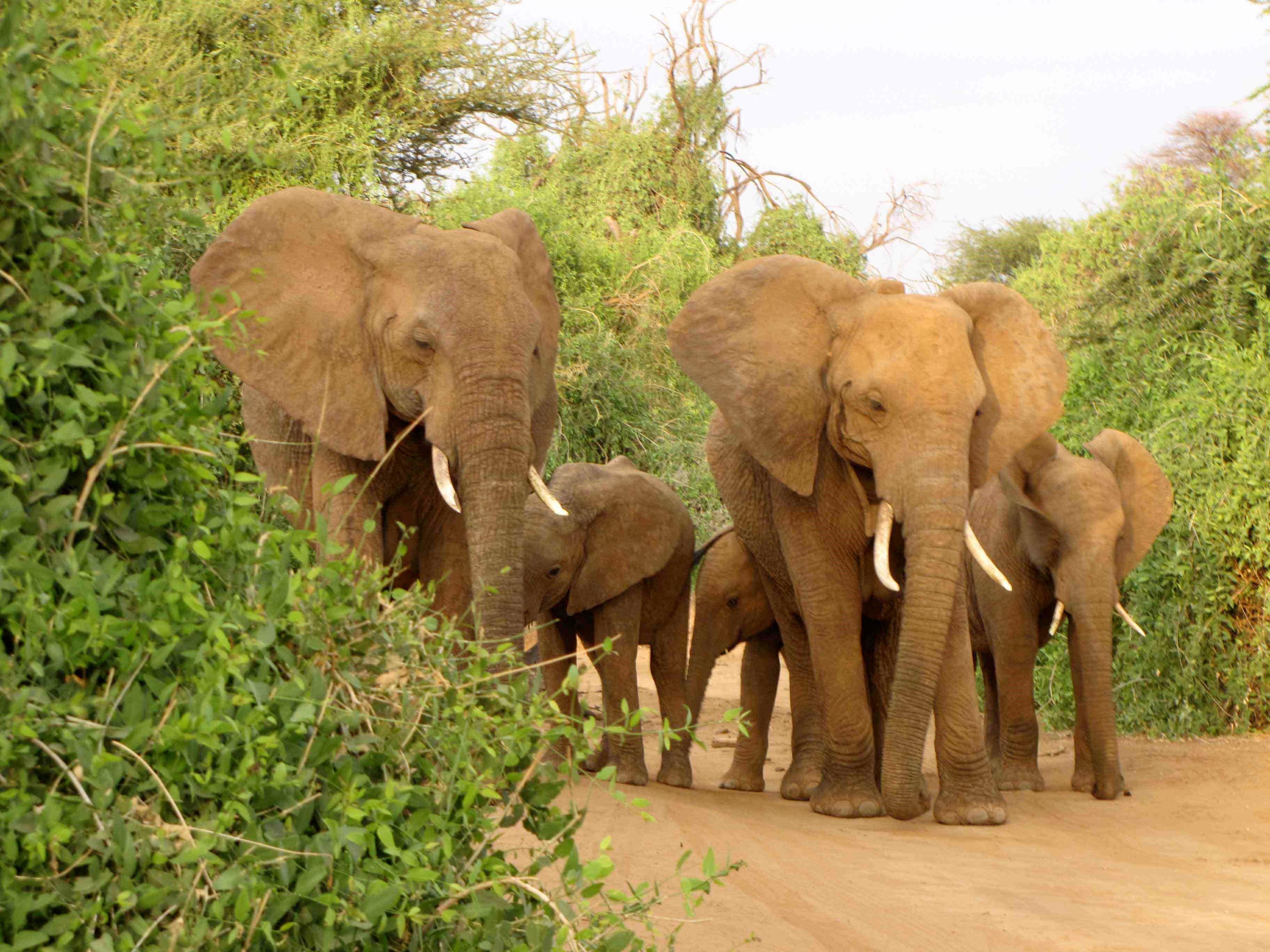 Elephants in Jungle