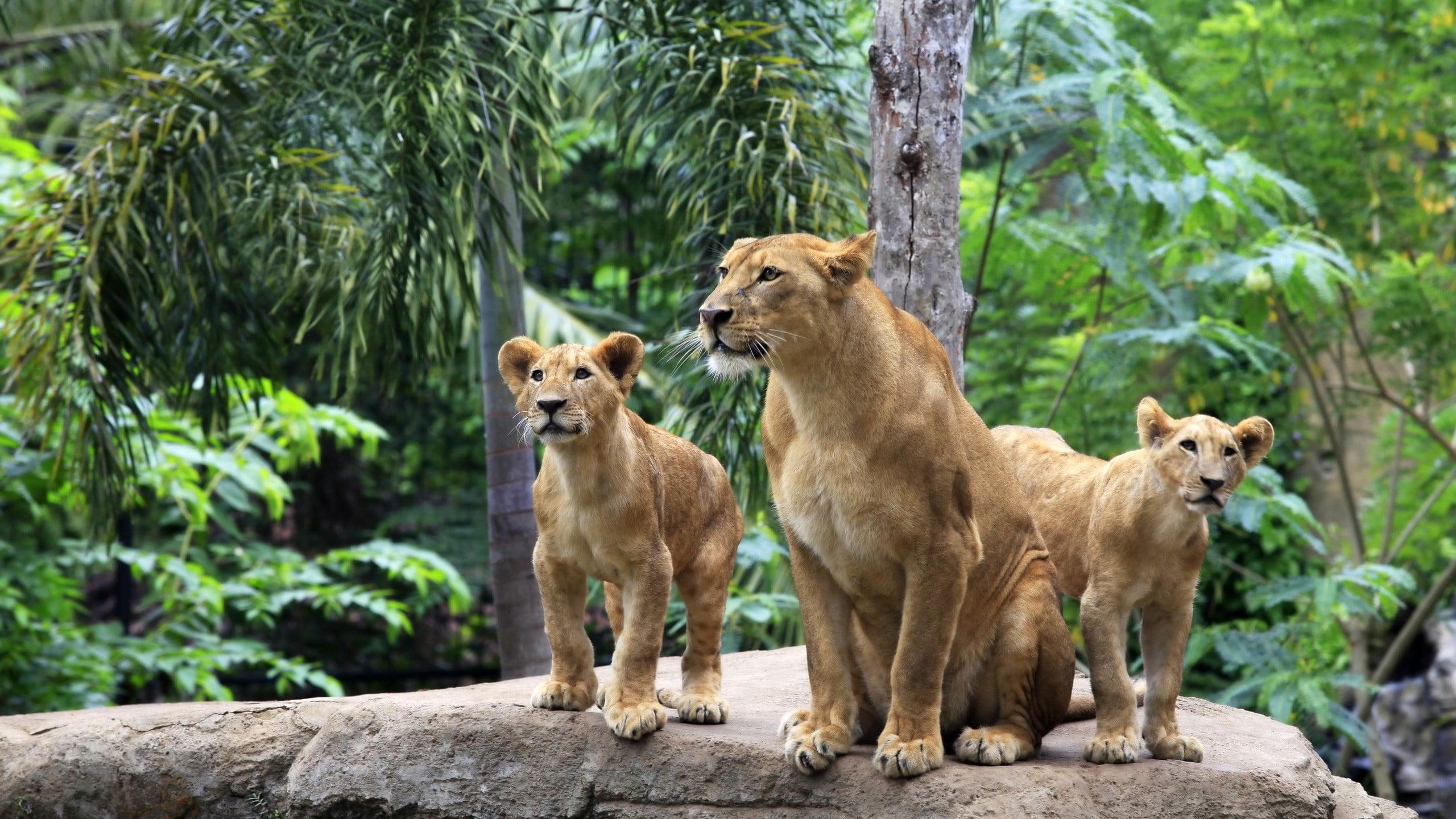Three brown lionesses, lion, jungle, animals HD wallpaper