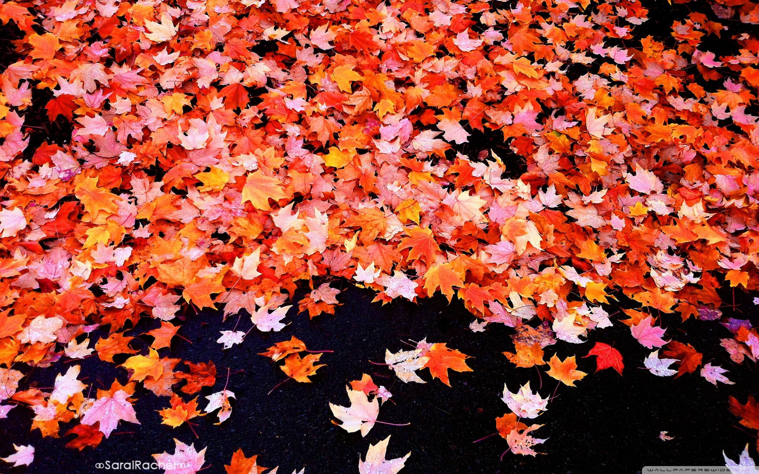 Fall Foliage ❤ 4K HD Desktop Wallpaper for 4K Ultra HD TV