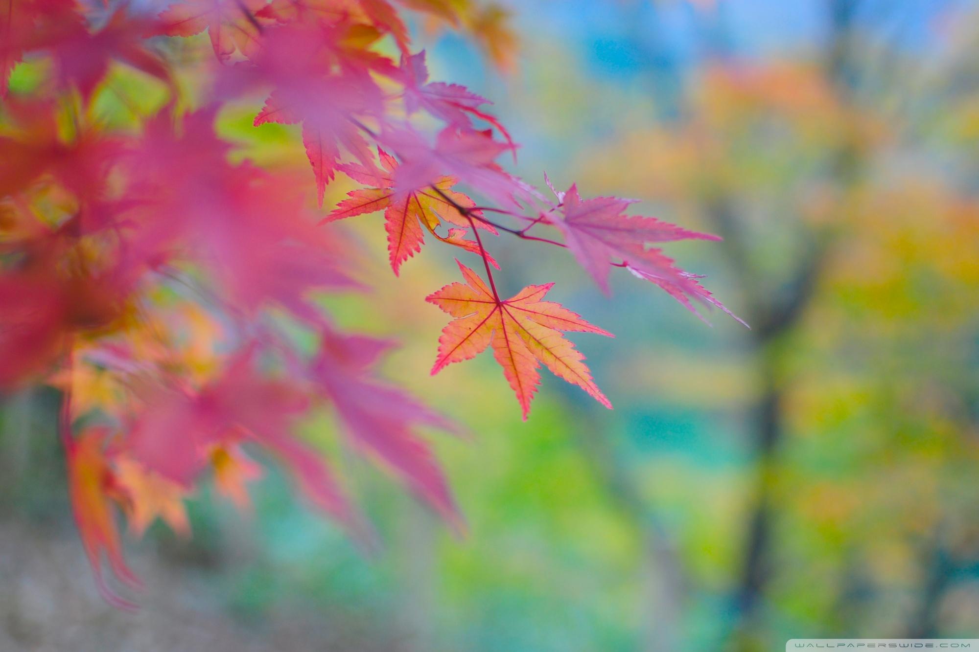 Colours of Fall wallpaper