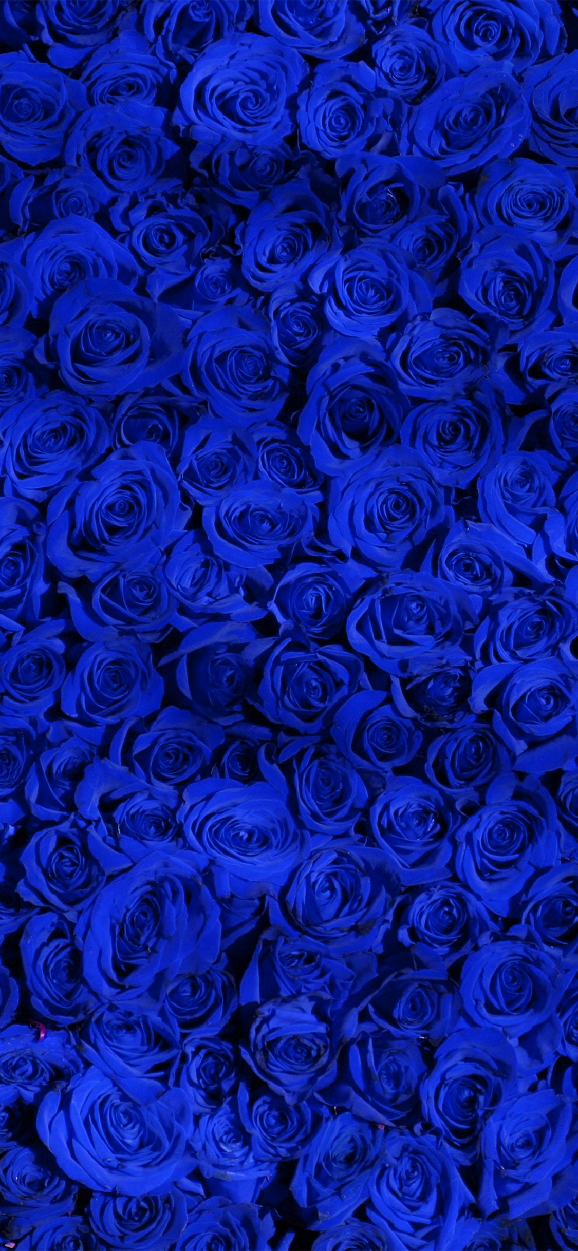 Rose Blue Pattern