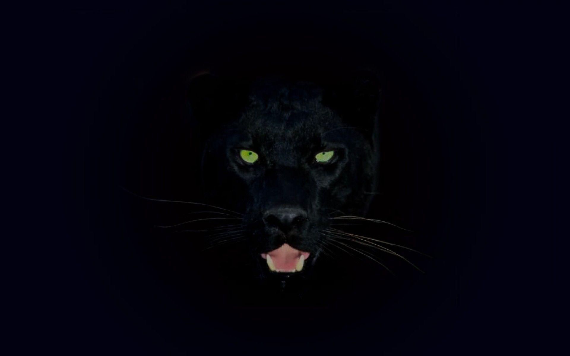 Black Jaguar Wallpaper Free Black Jaguar Background