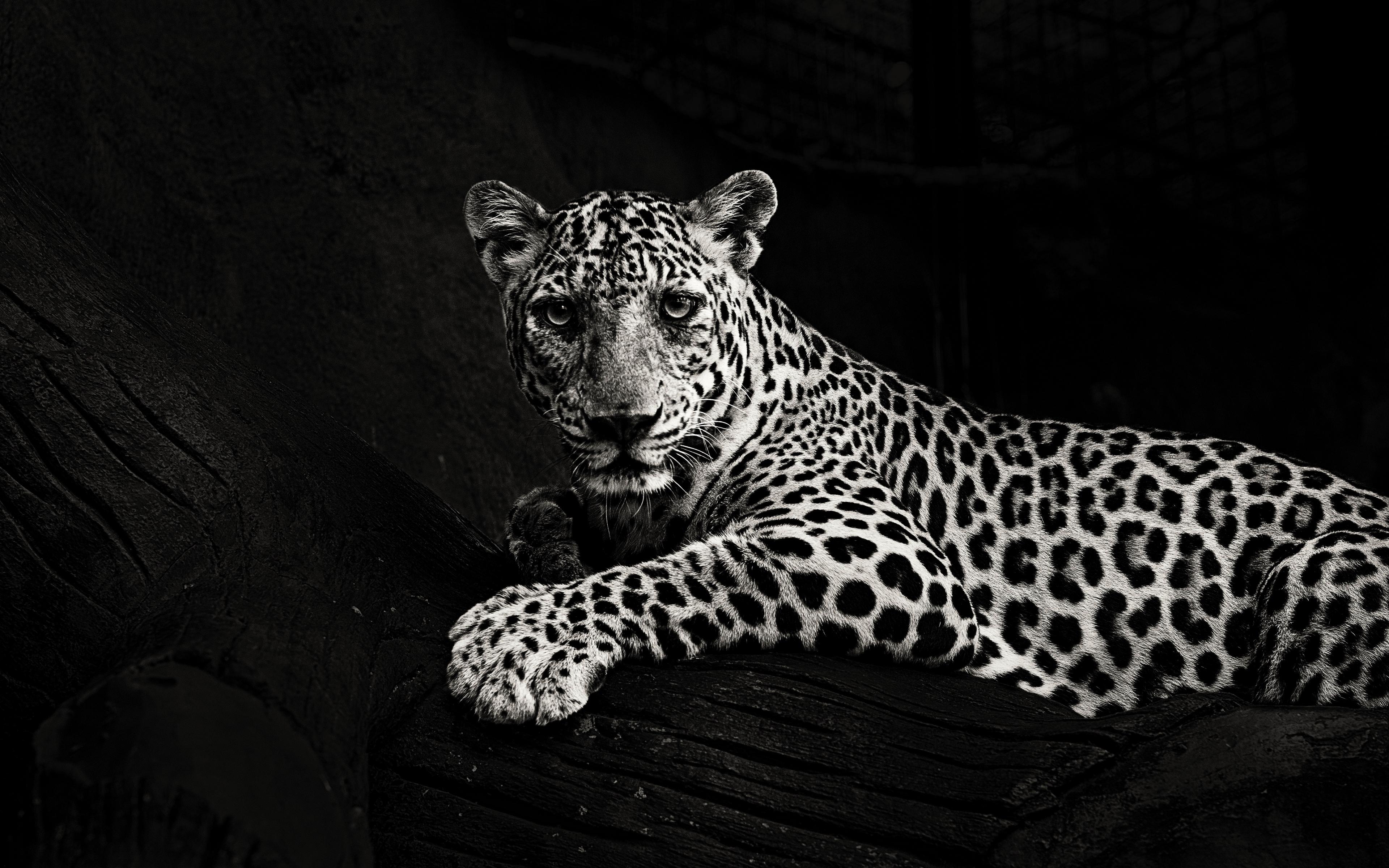 Download wallpaper 3840x2400 jaguar, bw, predator, sight, big cat
