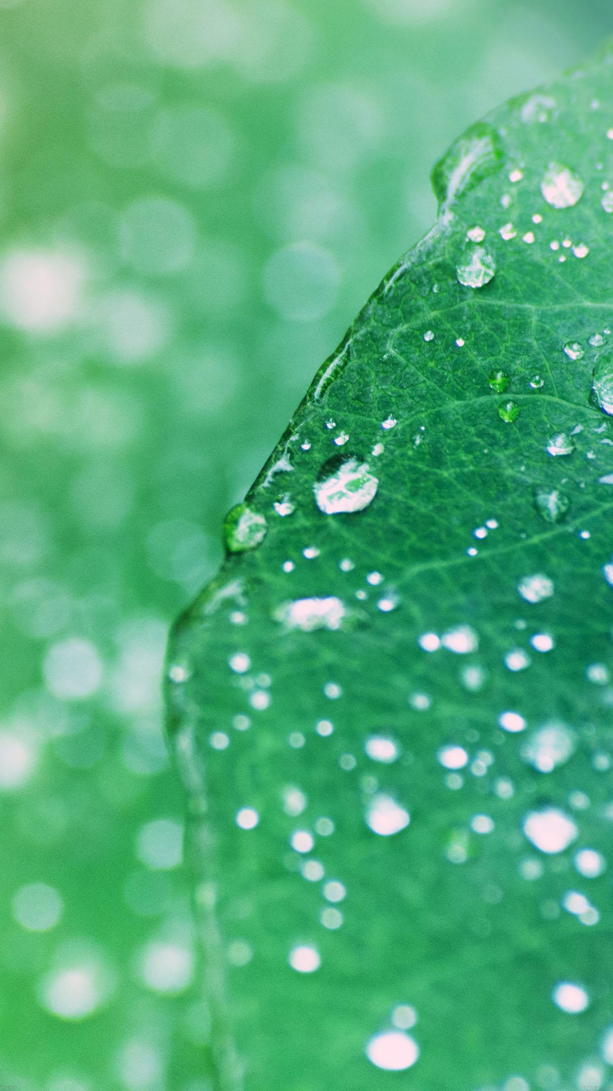 Oasis Leaf Rained After Morning Nature Android wallpaper