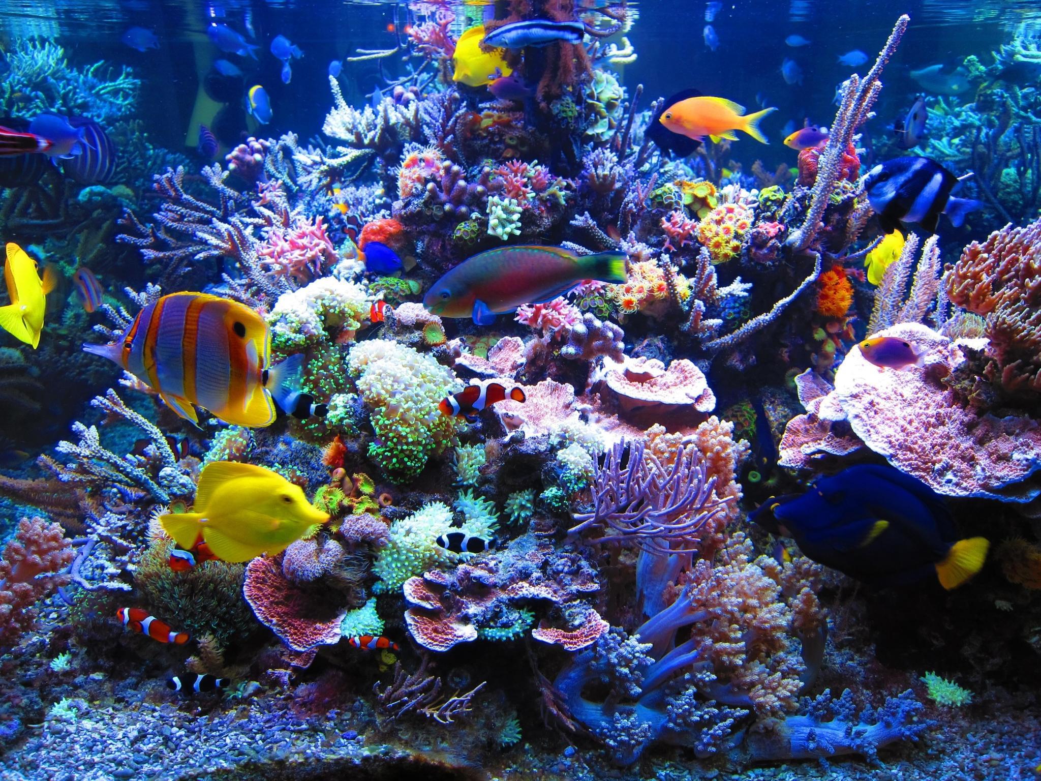 Download Aquarium Desktop Wallpaper, HD Background Download