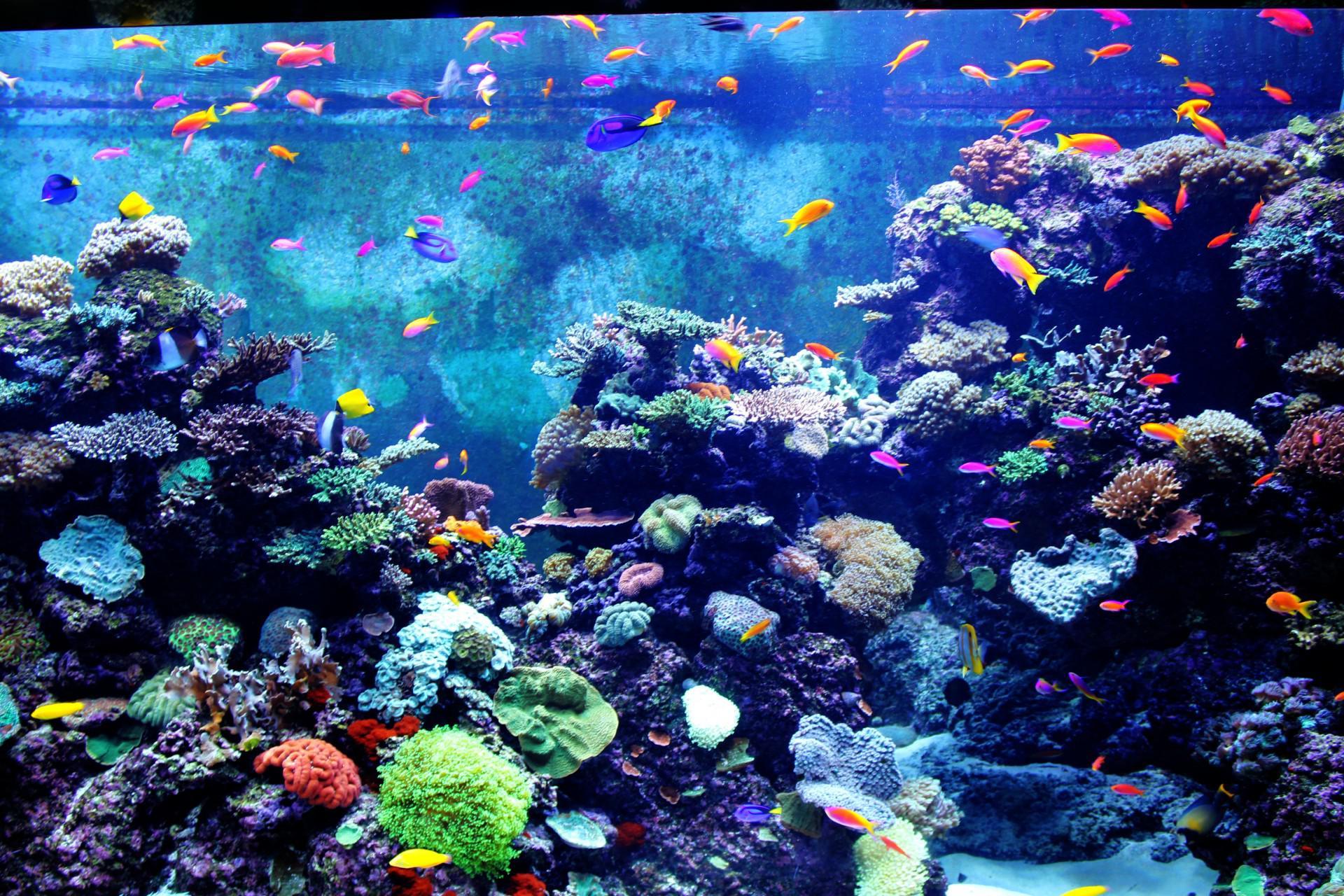 Aquarium Desktop Wallpaper Fish HD Wallpaper