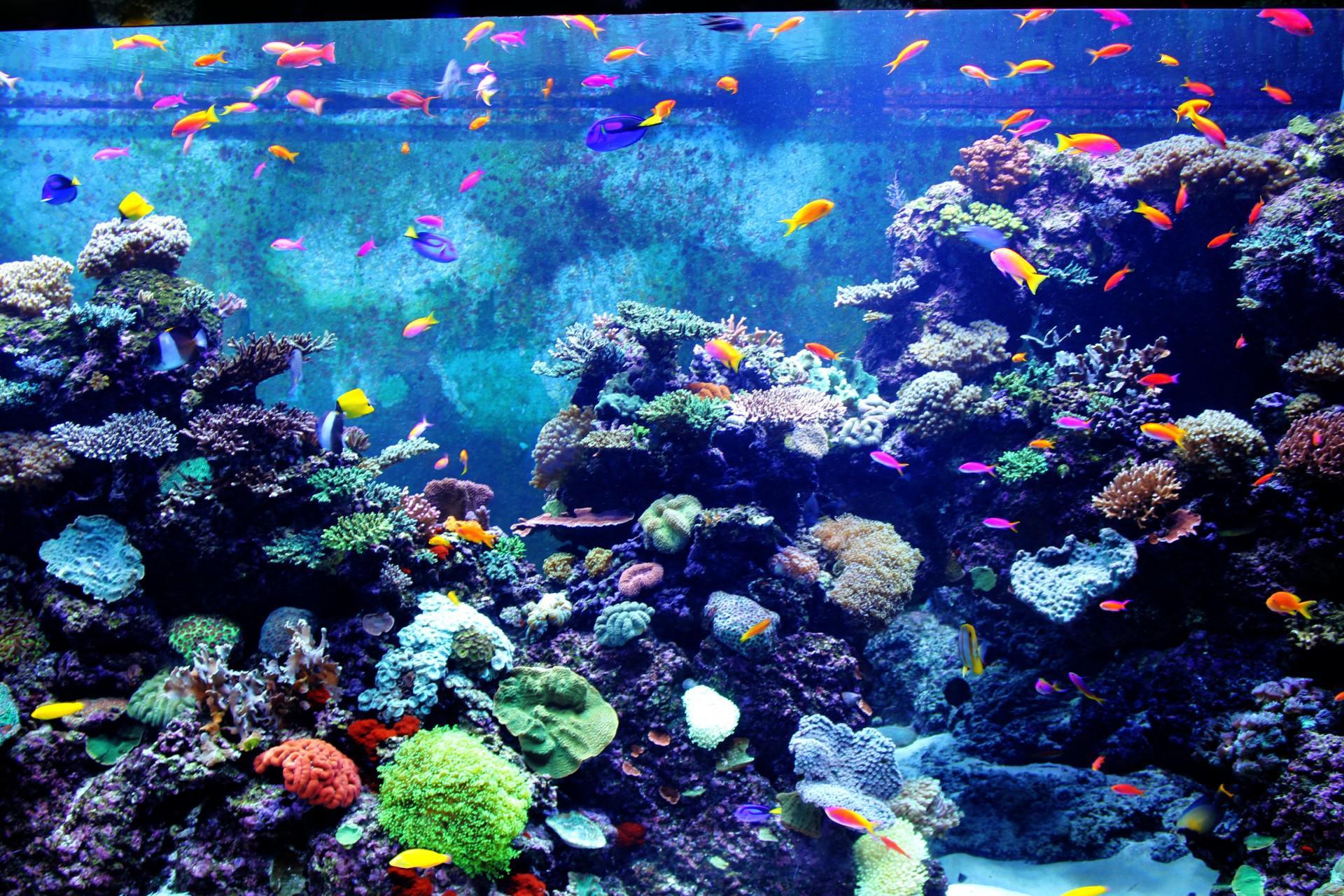 Aquarium Computer Wallpapers Wallpaper Cave