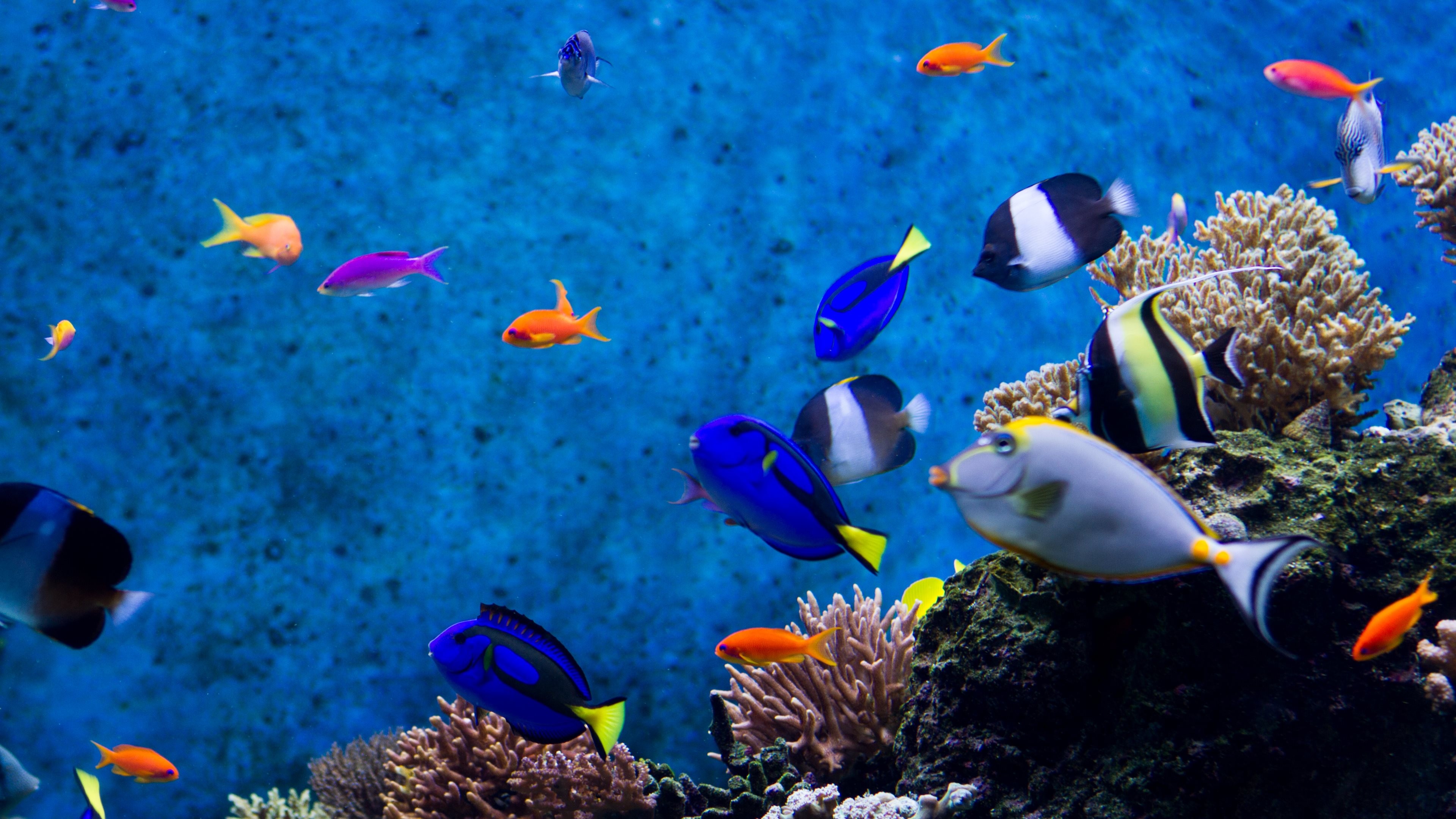 Aquarium Live Wallpaper Windows 10