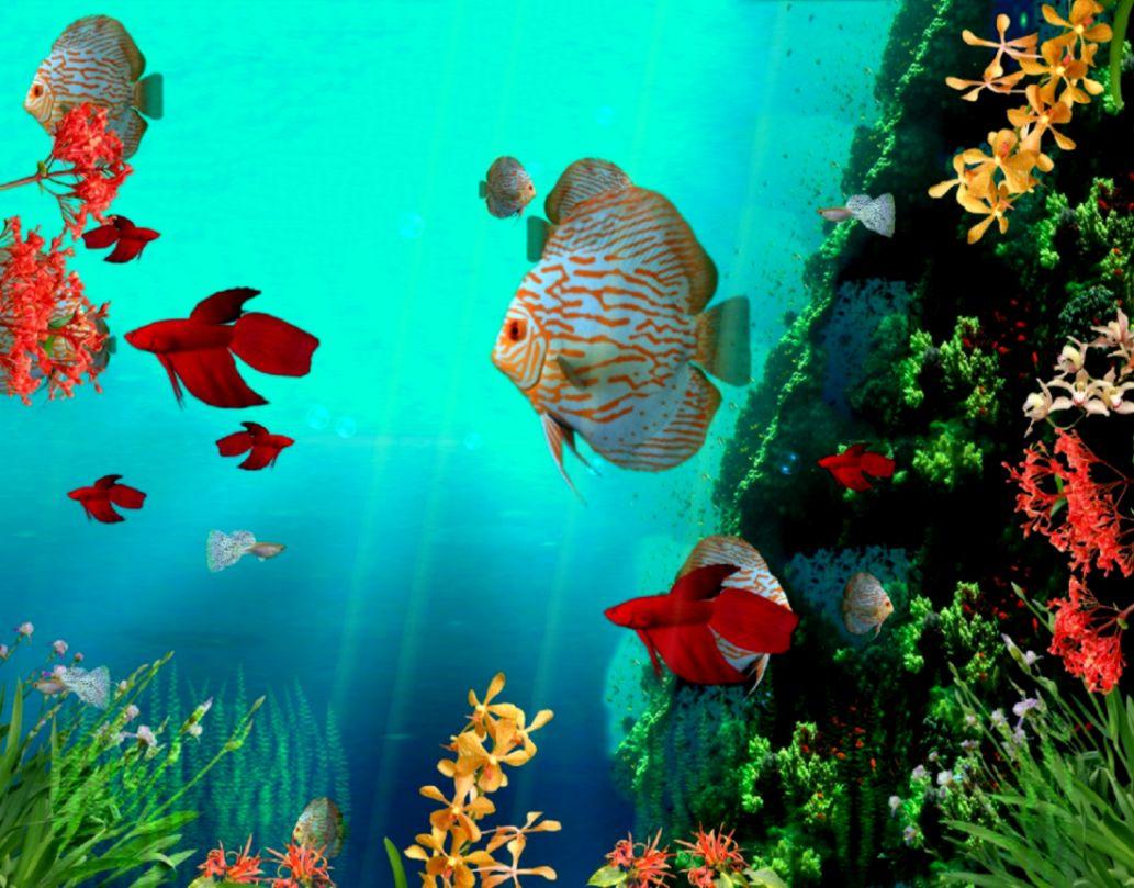 Aquarium Desktop Background Free Download