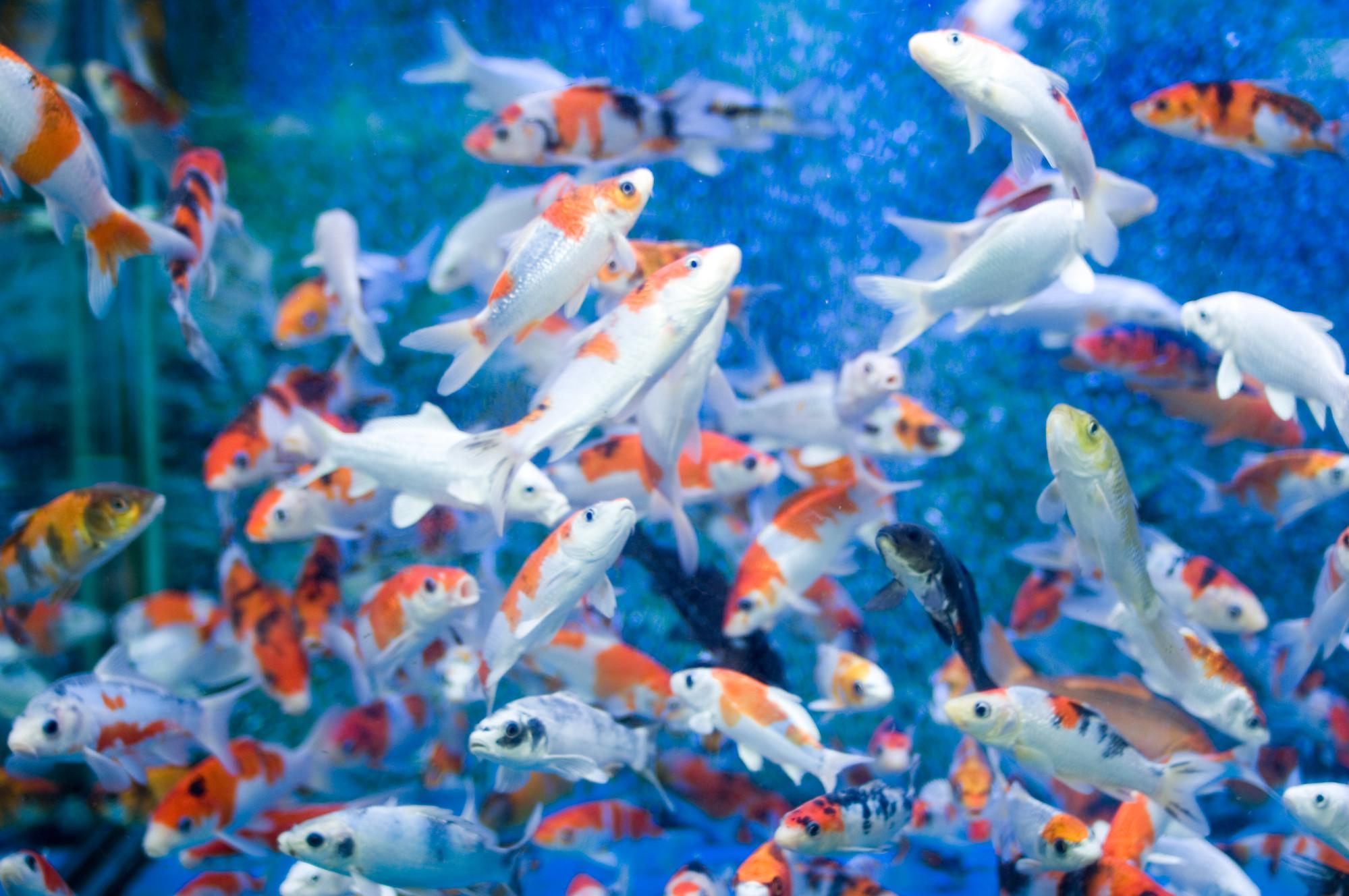 Fish Tank Wallpaper HD