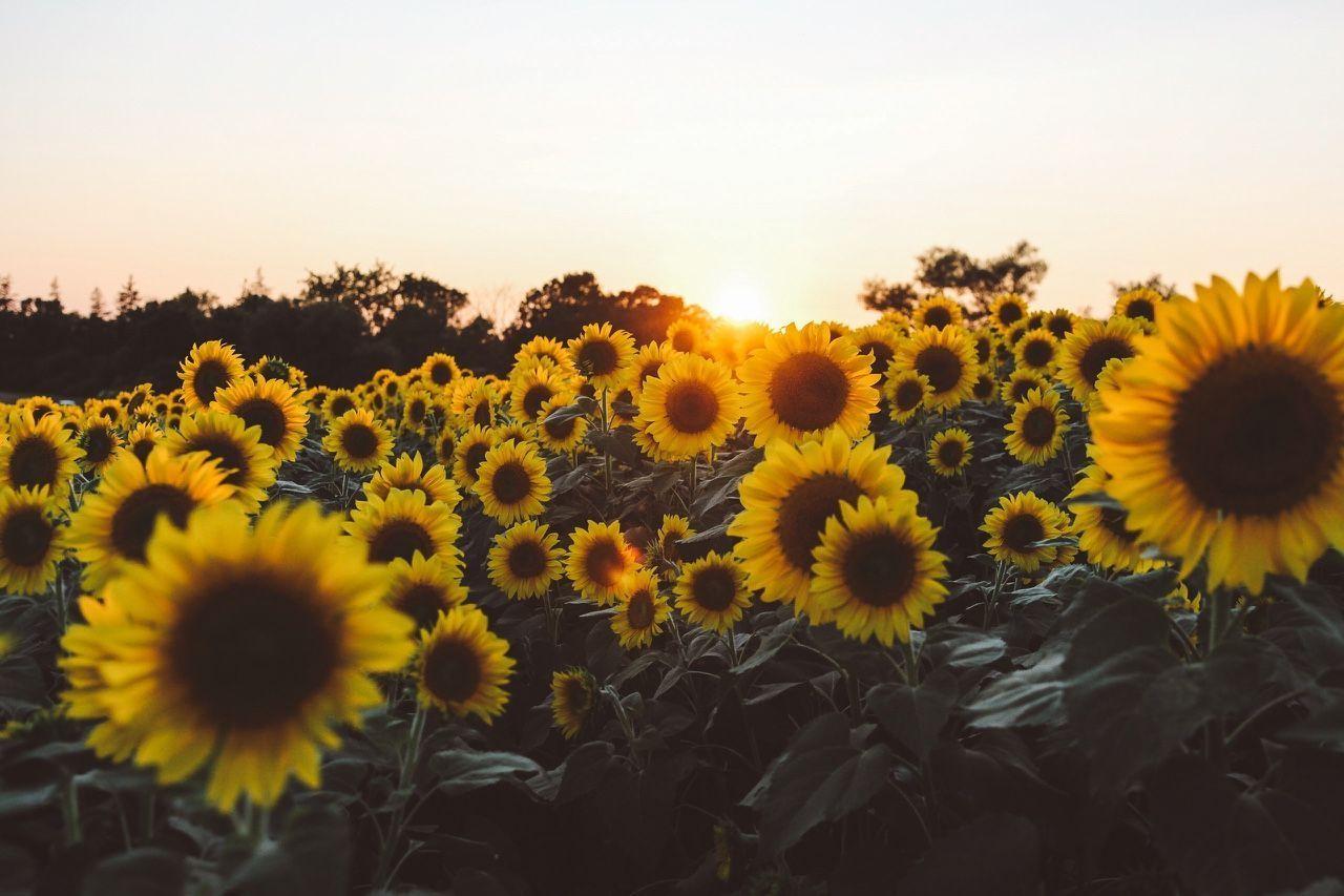 Download Sunflower Background Aesthetic Laptop