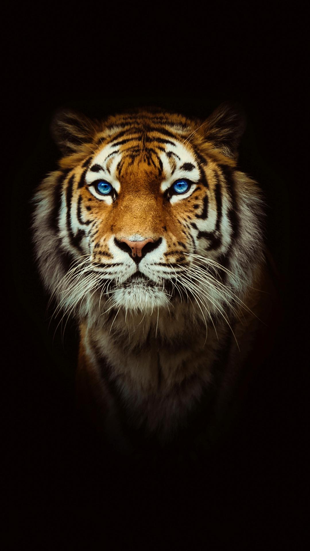 Animal Tiger (1080x1920) Wallpaper
