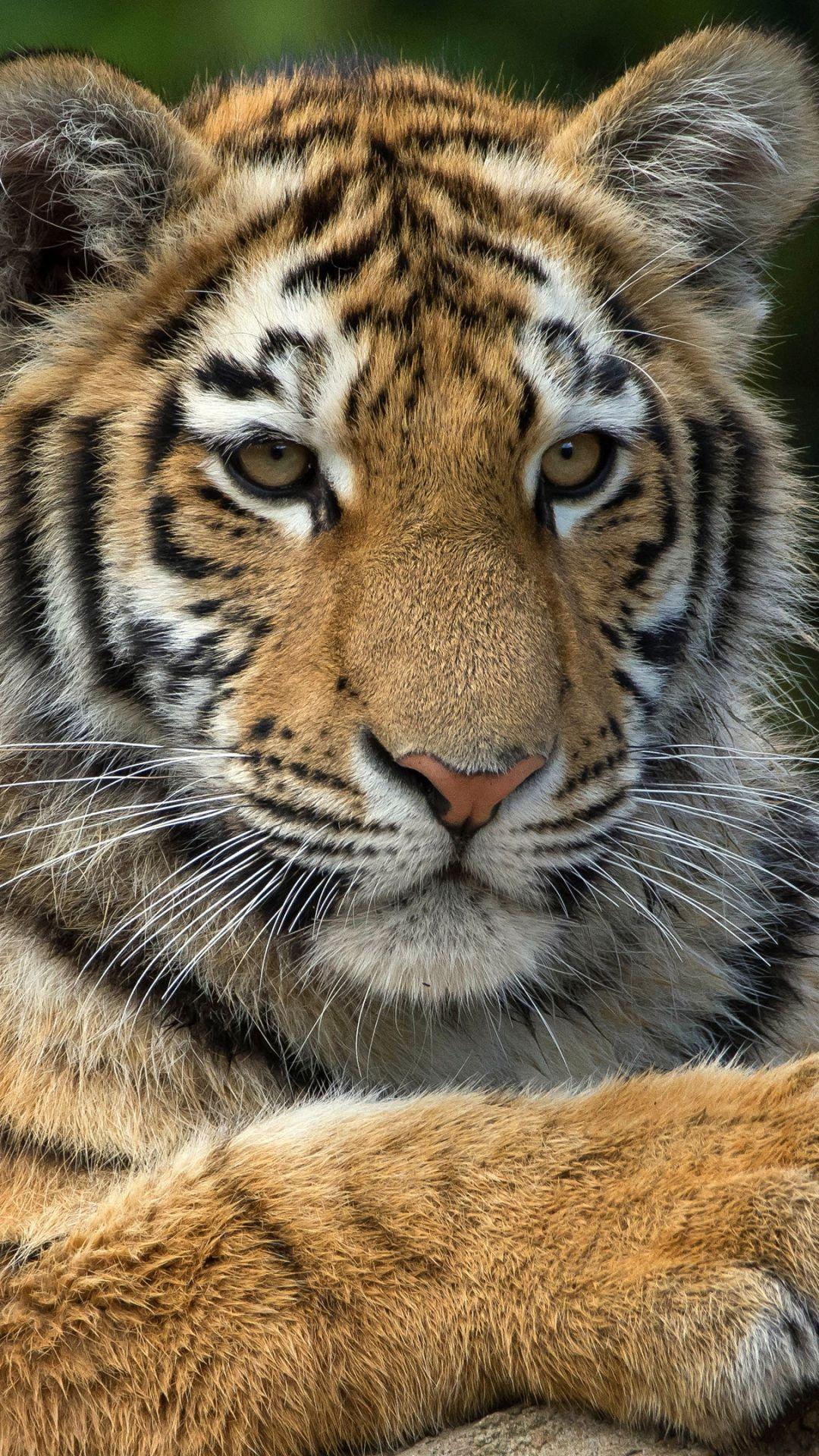 Animal / Tiger (1080x1920) Mobile Wallpaper. Tiger