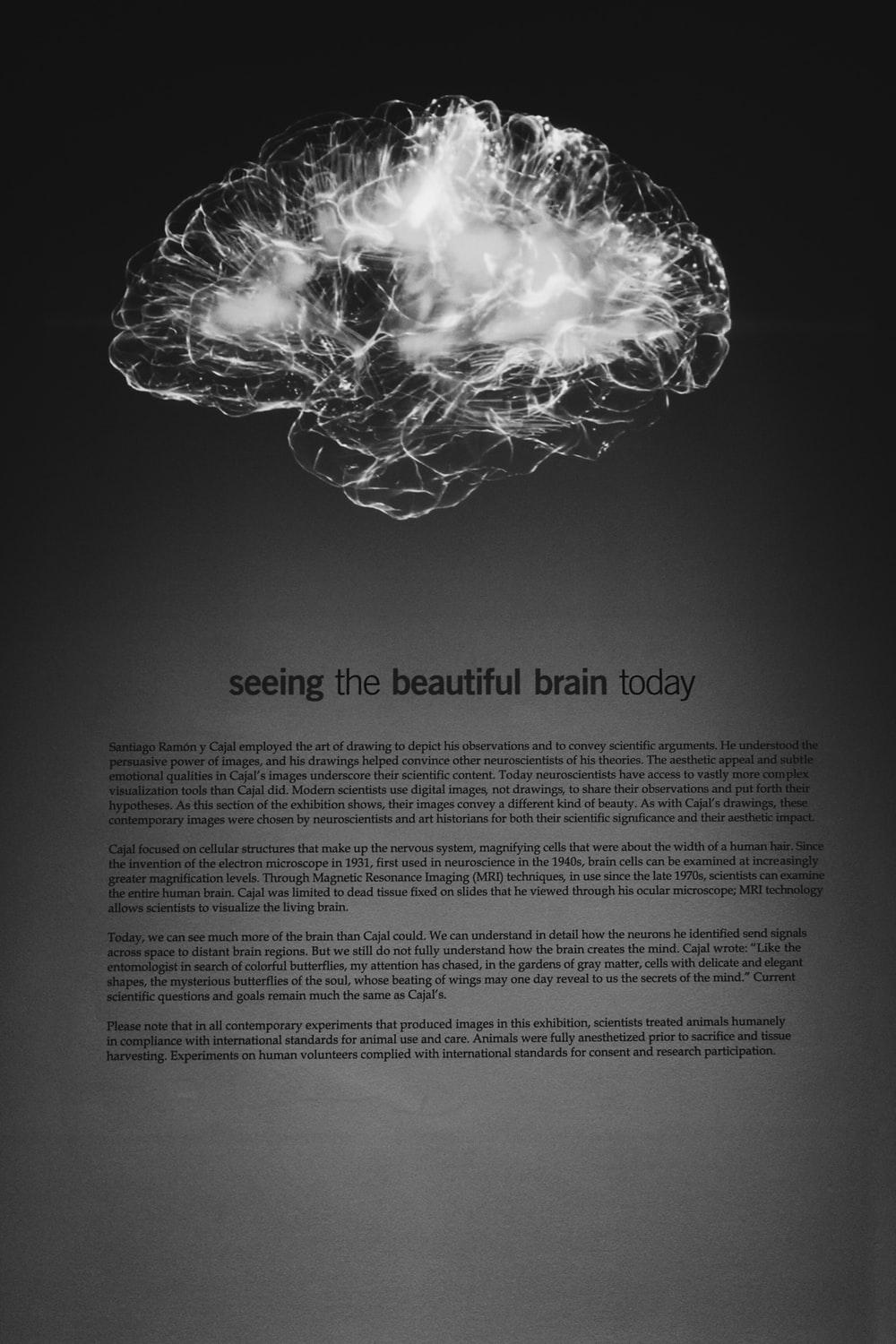 Brain Picture [HD]. Download Free Image